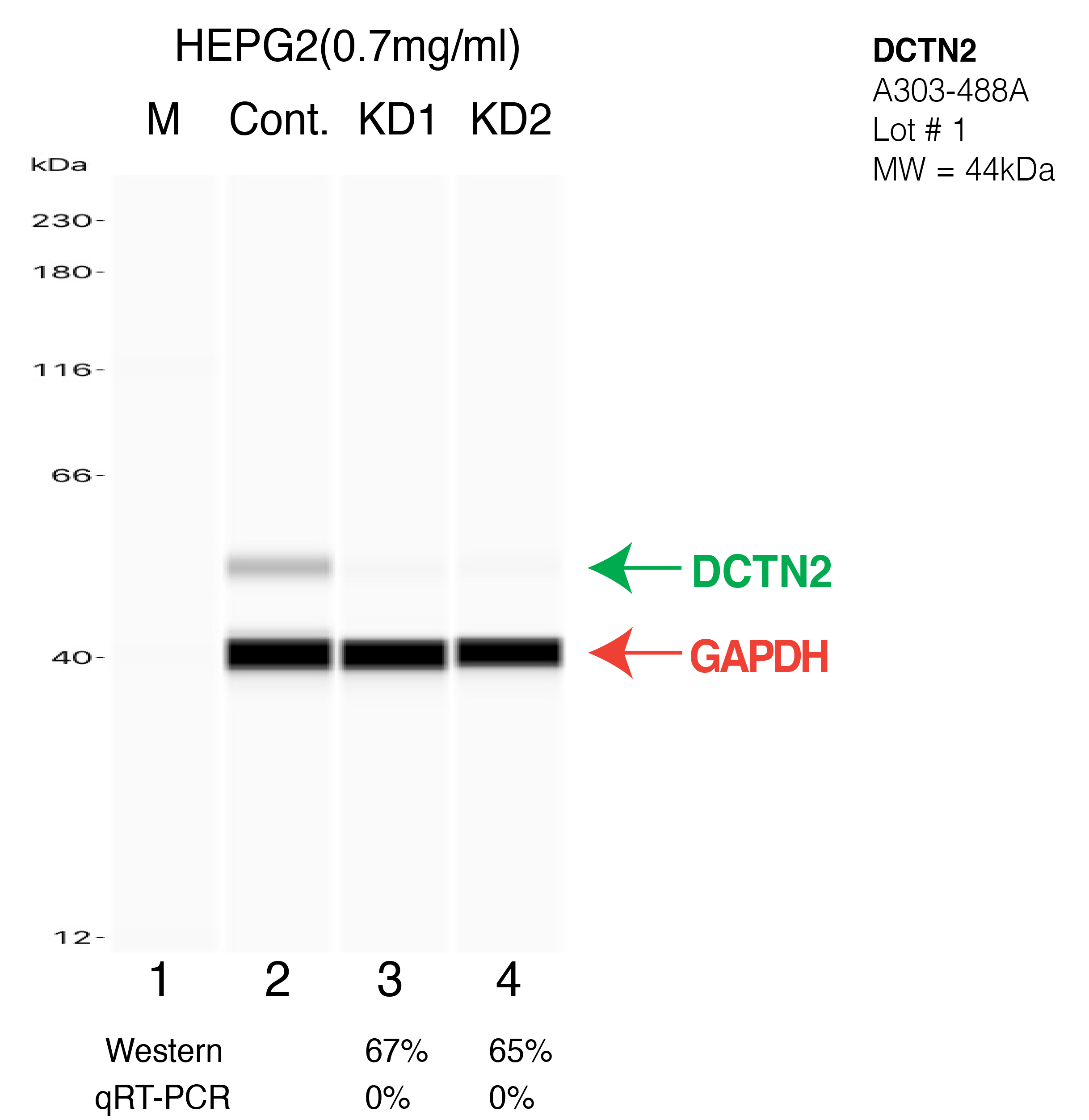 DCTN2-HEPG2-CRISPR-A303-488A.png<br>Caption: Western blot following CRISPR against DCTN2 in HepG2 whole cell lysate using DCTN2 specific antibody. Lane 1 is a ladder, lane 2 is HepG2 non-targeting control knockdown, lane 3 and 4 are two different CRISPR against DCTN2. DCTN2 protein appears as the green arrow, GAPDH serves as a control and appears in red arrow.