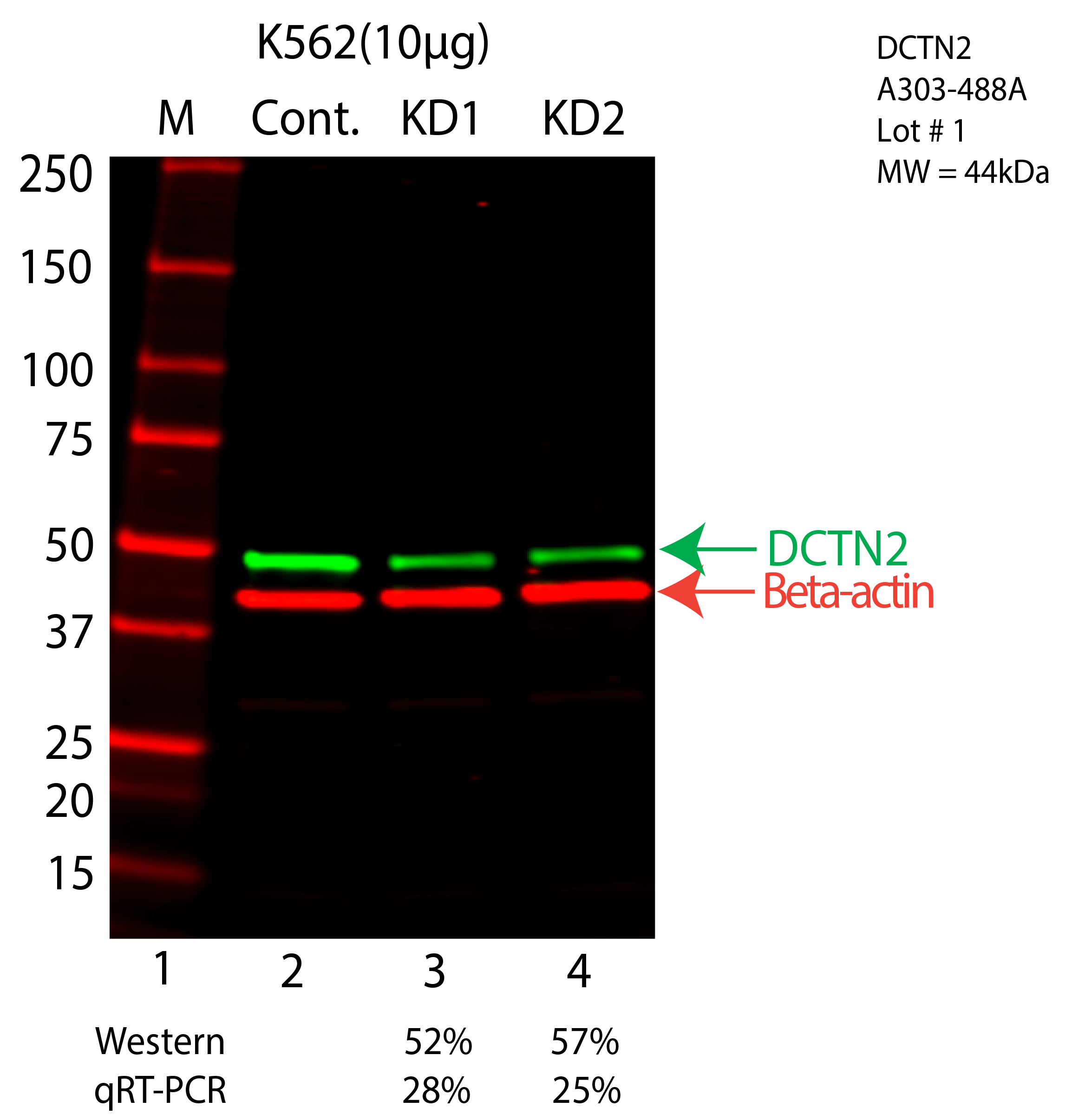 DCTN2-K562-CRISPR-A303-488A.png<br>Caption: Western blot following CRISPR against DCTN2 in K562 whole cell lysate using DCTN2 specific antibody. Lane 1 is a ladder, lane 2 is K562 non-targeting control knockdown, lane 3 and 4 are two different CRISPR against DCTN2. DCTN2 protein appears as the green arrow, Beta-actin serves as a control and appears in red arrow.