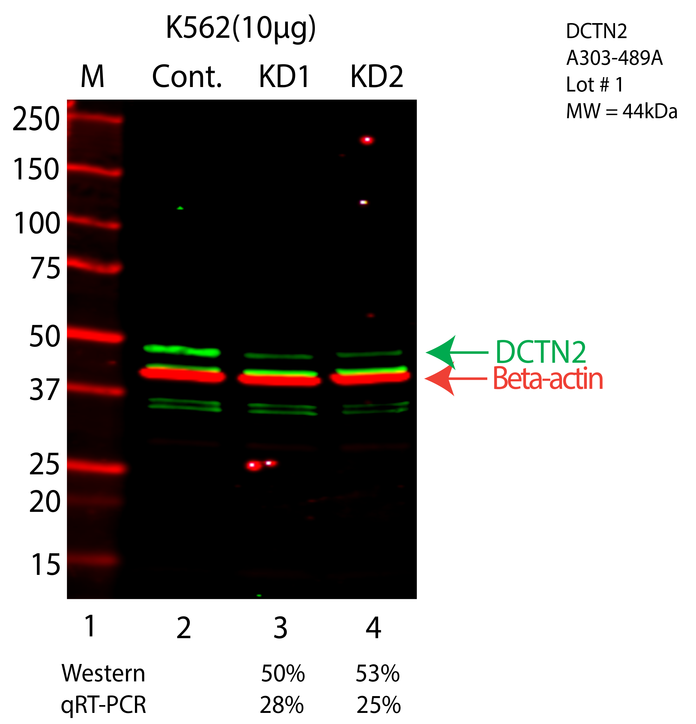 DCTN2-K562-CRISPR-A303-489A.png<br>Caption: Western blot following CRISPR against DCTN2 in K562 whole cell lysate using DCTN2 specific antibody. Lane 1 is a ladder, lane 2 is K562 non-targeting control knockdown, lane 3 and 4 are two different CRISPR against DCTN2. DCTN2 protein appears as the green arrow, Beta-actin serves as a control and appears in red arrow.