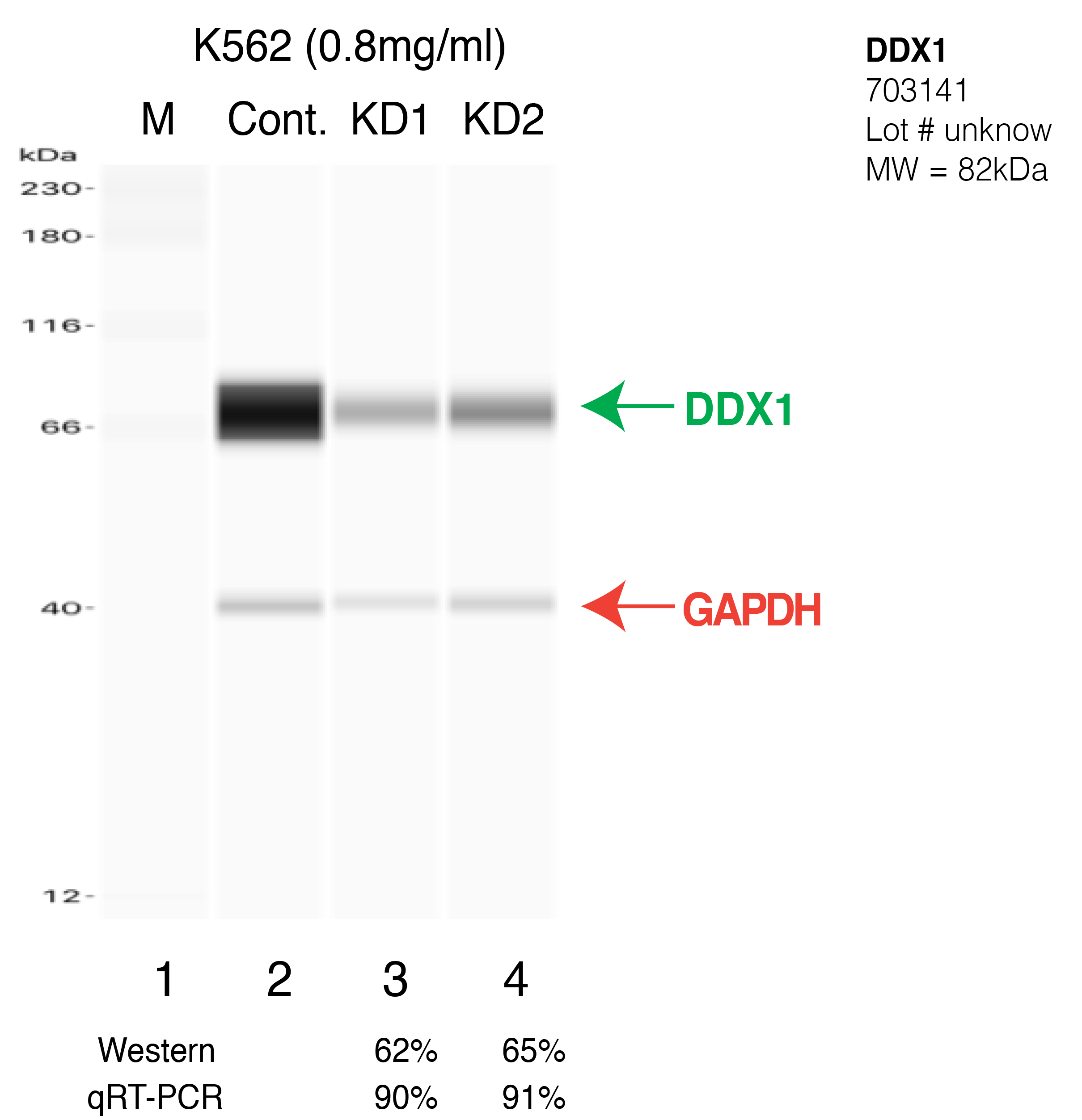 DDX1-K562-703141.png<br>Caption: Western blot following shRNA against DDX1 in K562 whole cell lysate using DDX1 specific antibody. Lane 1 is a ladder, lane 2 is K562 non-targeting control knockdown, lane 3 and 4 are two different shRNA against DDX1. DDX1 protein appears as the green arrow, GAPDH serves as a control and appears in red arrow.