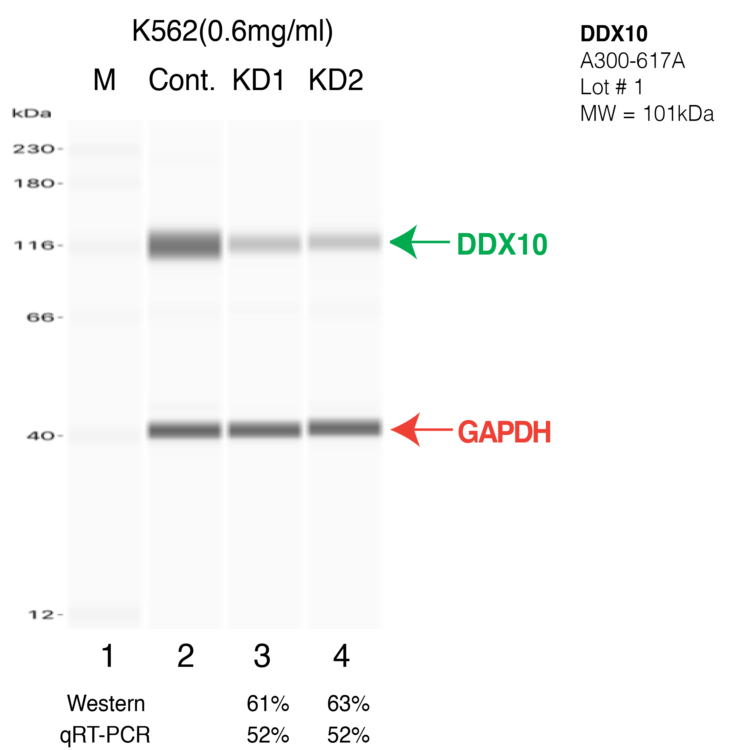 DDX10-K562-CRISPR-A300-617A.png<br>Caption: Western blot following CRISPR against DDX10 in K562 whole cell lysate using DDX10 specific antibody. Lane 1 is a ladder, lane 2 is K562 non-targeting control knockdown, lane 3 and 4 are two different CRISPR against DDX10. DDX10 protein appears as the green arrow, GAPDH serves as a control and appears in red arrow.