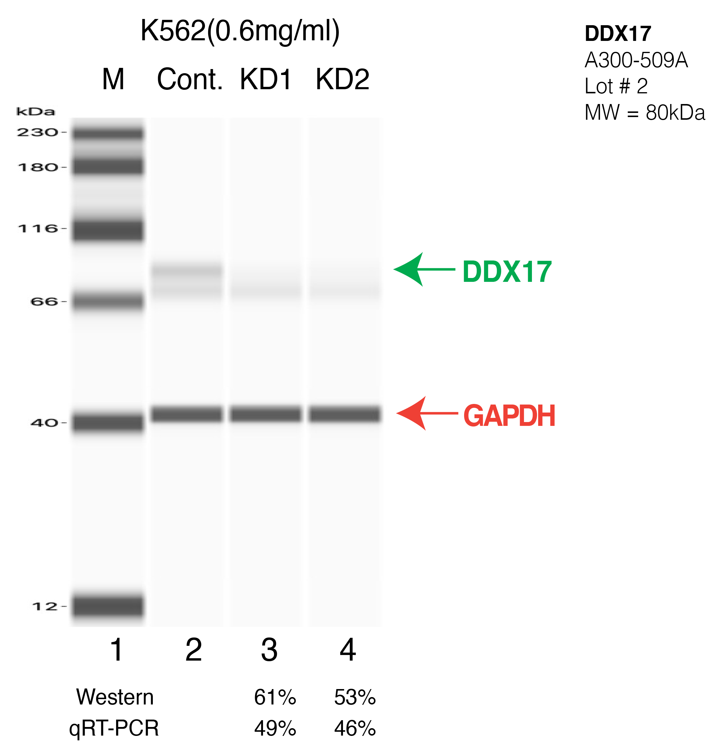 DDX17-K562-CRISPR-A300-509A.png<br>Caption: Western blot following CRISPR against DDX17 in K562 whole cell lysate using DDX17 specific antibody. Lane 1 is a ladder, lane 2 is K562 non-targeting control knockdown, lane 3 and 4 are two different CRISPR against DDX17. DDX17 protein appears as the green arrow, GAPDH serves as a control and appears in red arrow.