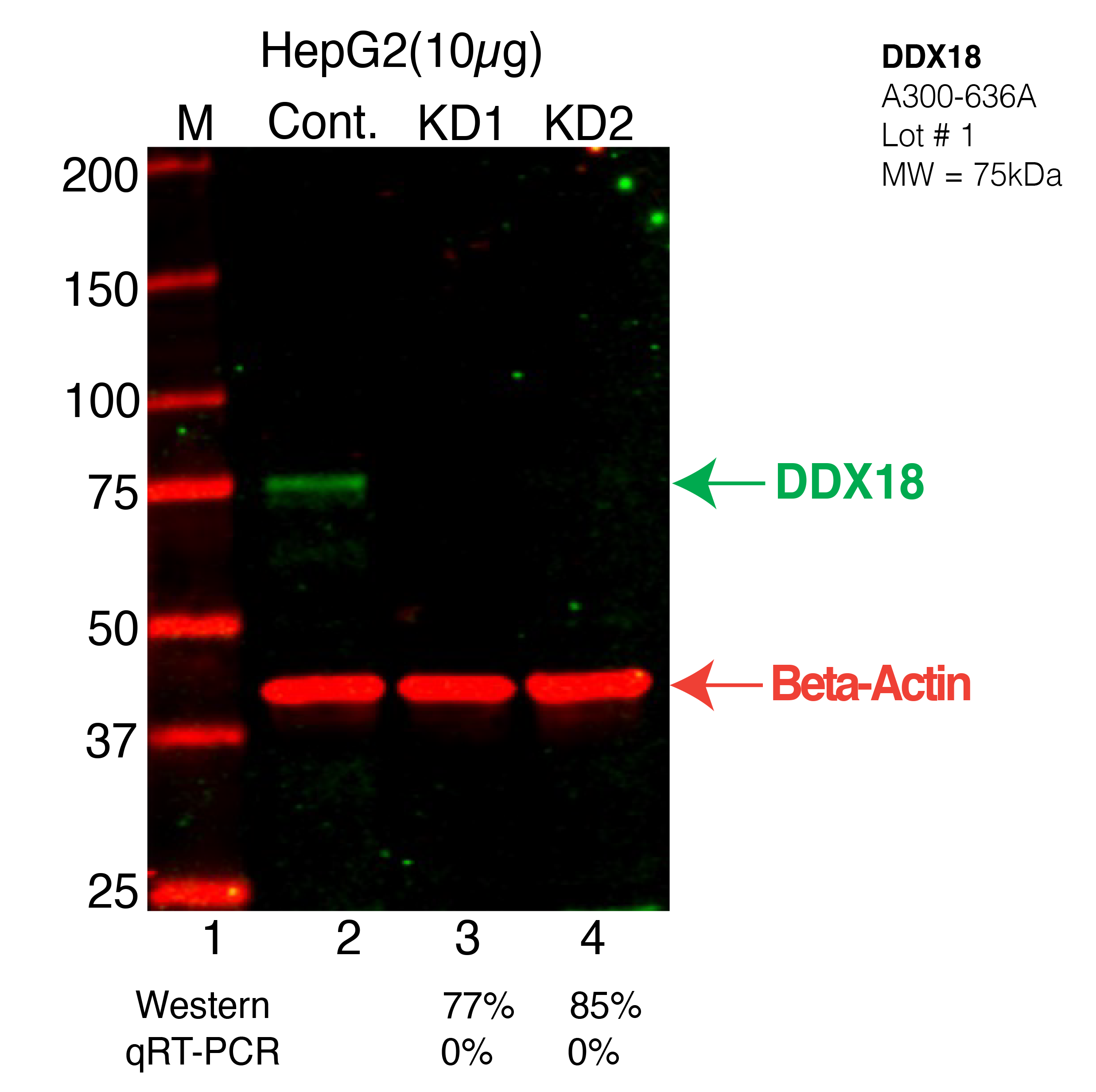 DDX18-HEPG2CRISPR-A300-636A.png<br>Caption: Western blot following CRISPR against DDX18 in HepG2 whole cell lysate using DDX18 specific antibody. Lane 1 is a ladder, lane 2 is HepG2 non-targeting control knockdown, lane 3 and 4 are two different CRISPR against DDX18. DDX18 protein appears as the green arrow, Beta-actin serves as a control and appears in red arrow.