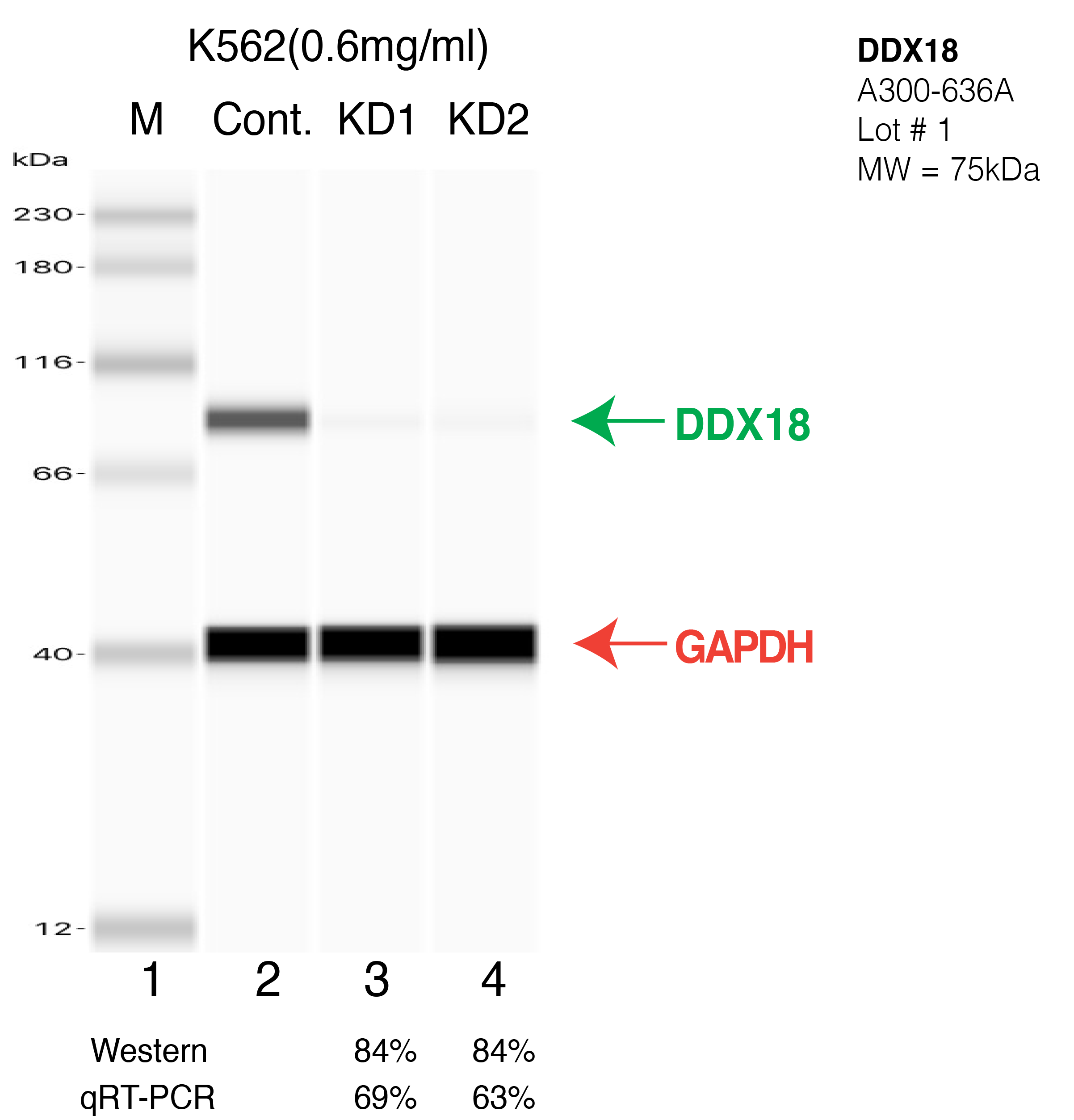 DDX18-K562-CRISPR-A300-636A.png<br>Caption: Western blot following CRISPR against DDX18 in K562 whole cell lysate using DDX18 specific antibody. Lane 1 is a ladder, lane 2 is K562 non-targeting control knockdown, lane 3 and 4 are two different CRISPR against DDX18. DDX18 protein appears as the green arrow, GAPDH serves as a control and appears in red arrow.