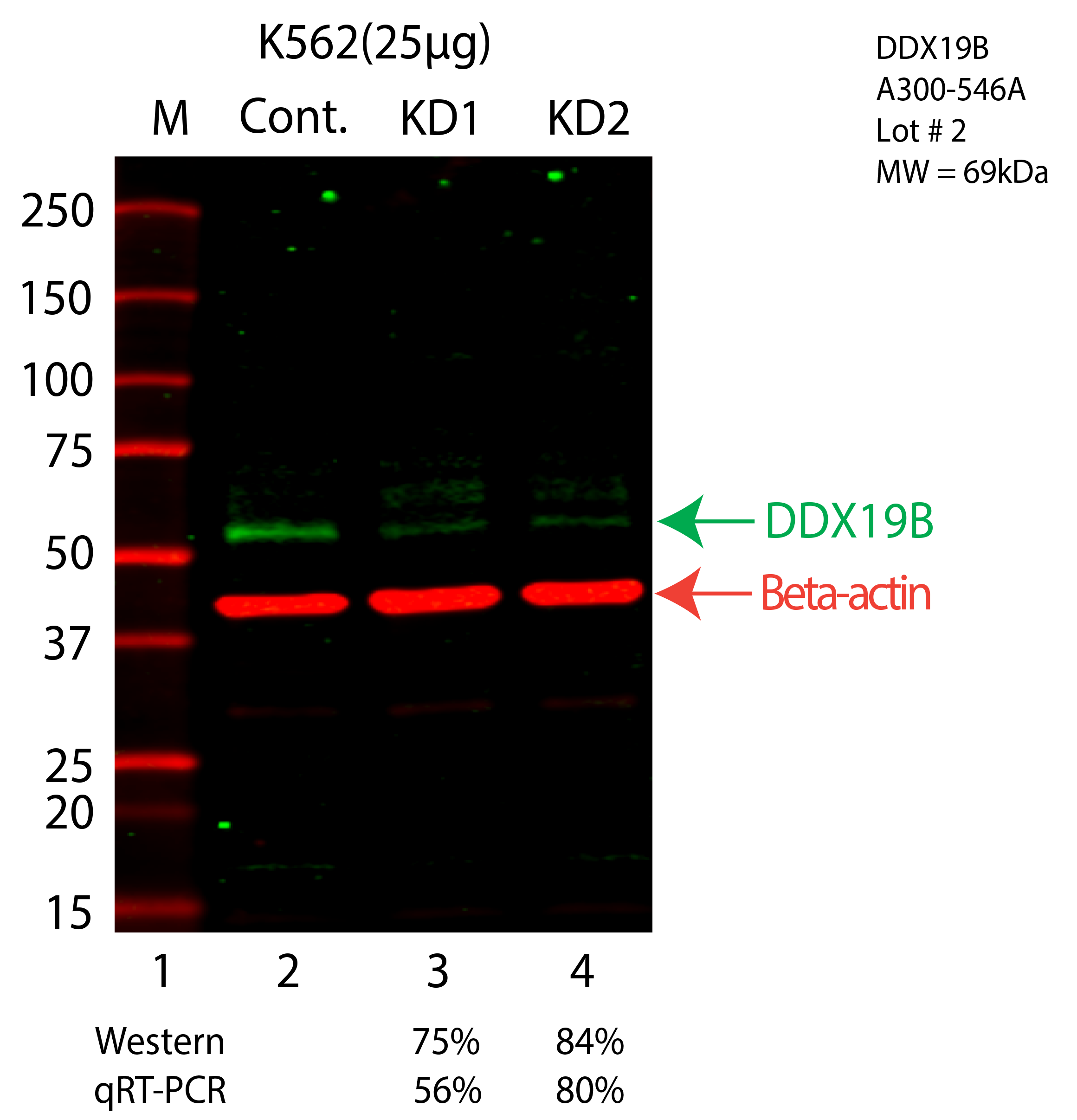 DDX19B-K562-A300-546A.png<br>Caption: Western blot following shRNA against DDX19B in K562 whole cell lysate using DDX19B specific antibody. Lane 1 is a ladder, lane 2 is K562 non-targeting control knockdown, lane 3 and 4 are two different shRNA against DDX19B. DDX19B protein appears as the green arrow, Beta-actin serves as a control and appears in red arrow.