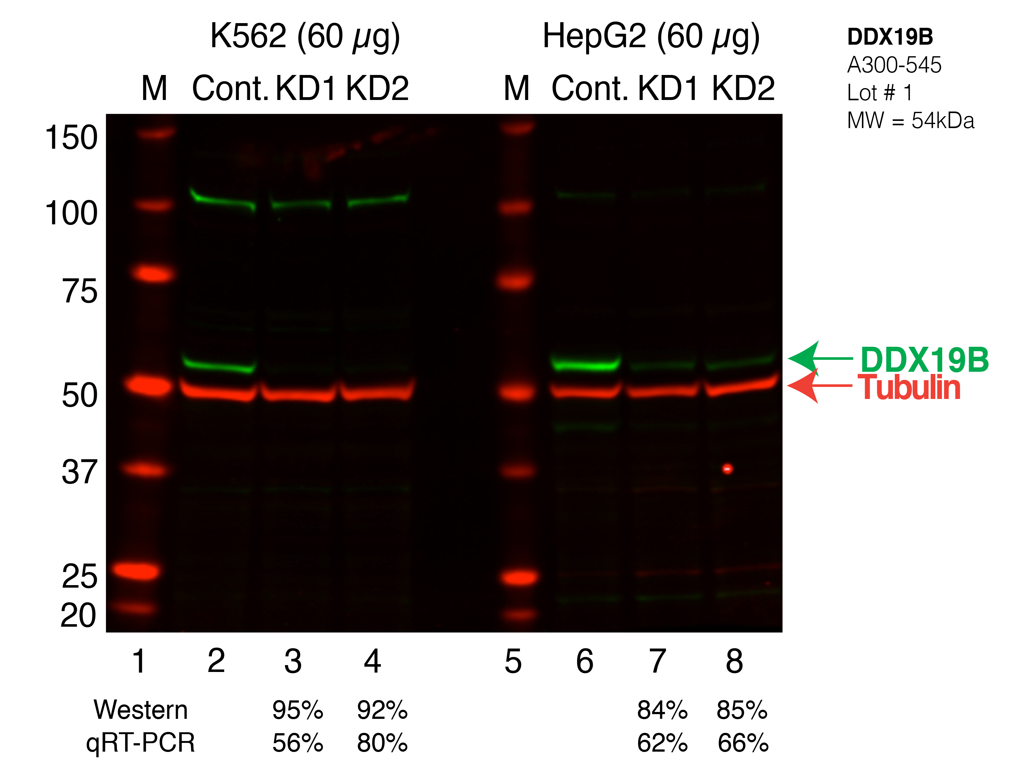 DDX19B_Secondary_Western.png<br>Caption: Western blot following shRNA against DDX19B in K562 and HepG2 whole cell lysate using DDX19B specific antibody. Lane 1 is a ladder, lane 2 is K562 non-targeting control knockdown, lane 3 and 4 are two different shRNAs against DDX19B. Lanes 5-8 follow the same pattern, but in HepG2. DDX19B protein appears as the green band, Tubulin serves as a control and appears in red.