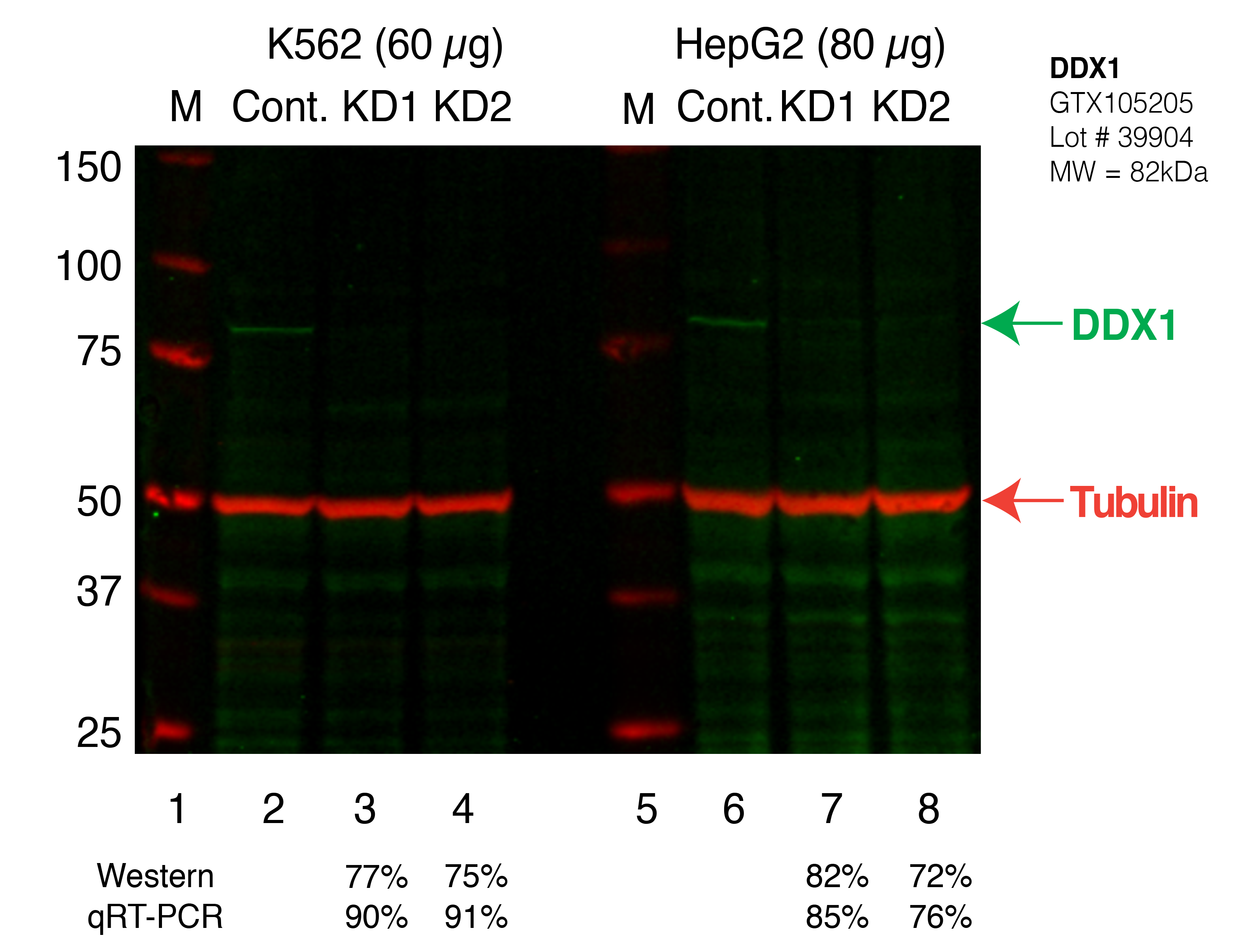 DDX1_Secondary_Western.png<br>Caption: Western blot following shRNA against DDX1 in K562 and HepG2 whole cell lysate using DDX1 specific antibody. Lane 1 is a ladder, lane 2 is K562 non-targeting control knockdown, lane 3 and 4 are two different shRNAs against DDX1. Lanes 5-8 follow the same pattern, but in HepG2. DDX1 protein appears as the green band, Tubulin serves as a control and appears in red.