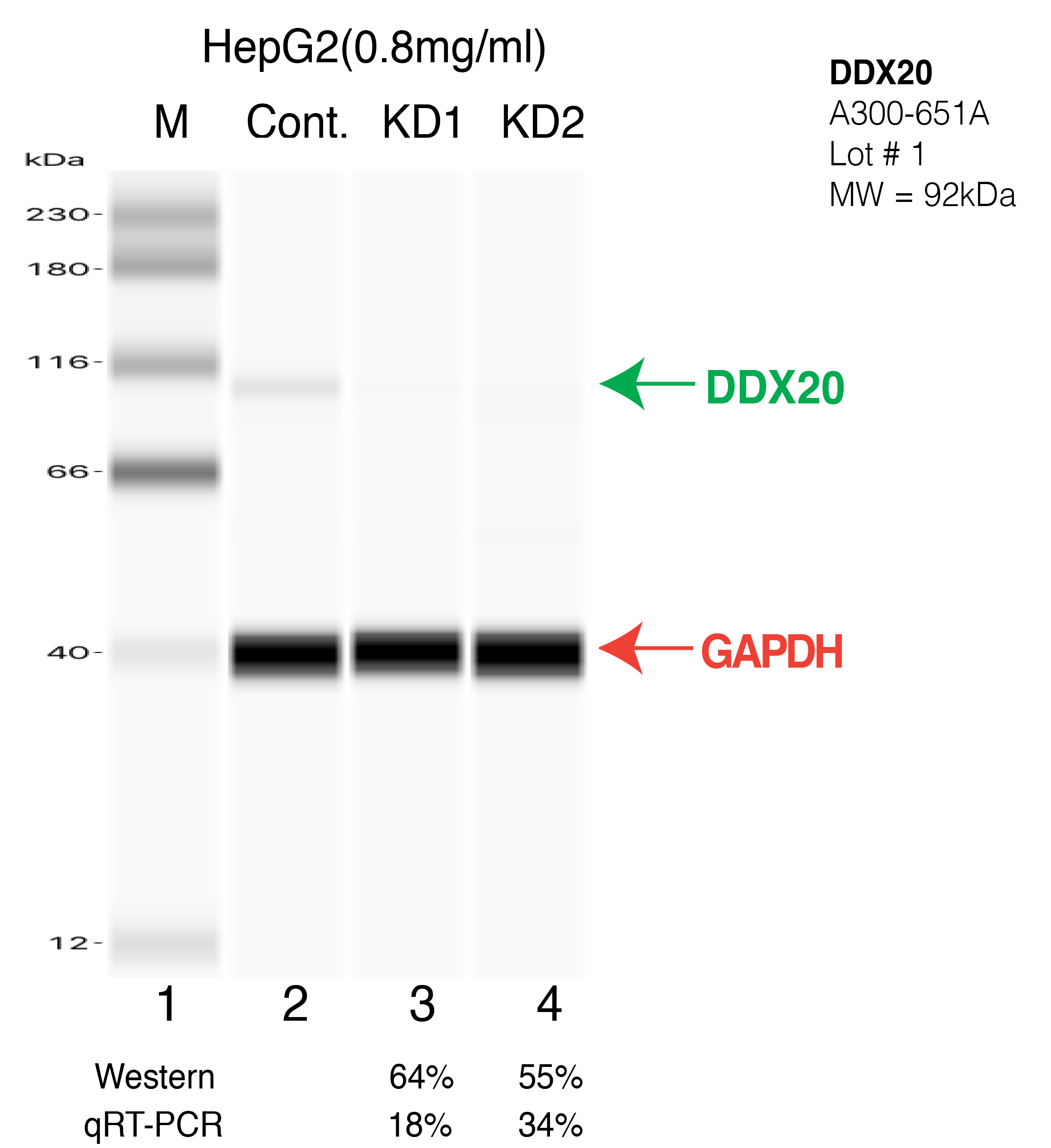 DDX20-HEPG2-CRISPR.png<br>Caption: Western blot following CRISPR against DDX20 in HepG2 whole cell lysate using DDX20 specific antibody. Lane 1 is a ladder, lane 2 is HepG2 non-targeting control knockdown, lane 3 and 4 are two different CRISPR against DDX20.DDX20 protein appears as the green arrow, GAPDH serves as a control and appears in red arrow.