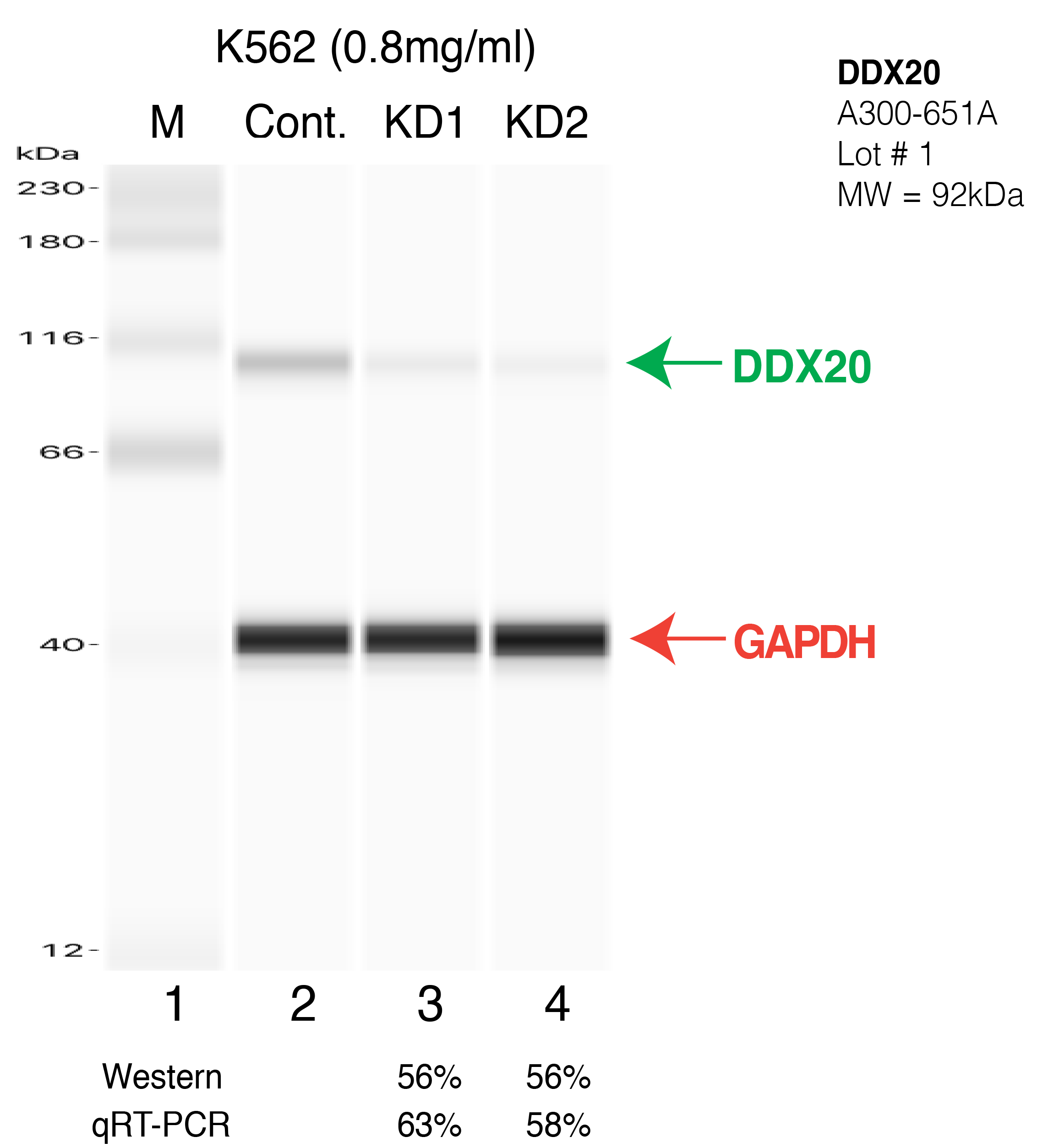 DDX20-K562-CRISPR.png<br>Caption: Western blot following CRISPR against DDX20 in K562 whole cell lysate using DDX20 specific antibody. Lane 1 is a ladder, lane 2 is K562 non-targeting control knockdown, lane 3 and 4 are two different CRISPR against DDX20.DDX20 protein appears as the green arrow, GAPDH serves as a control and appears in red arrow.