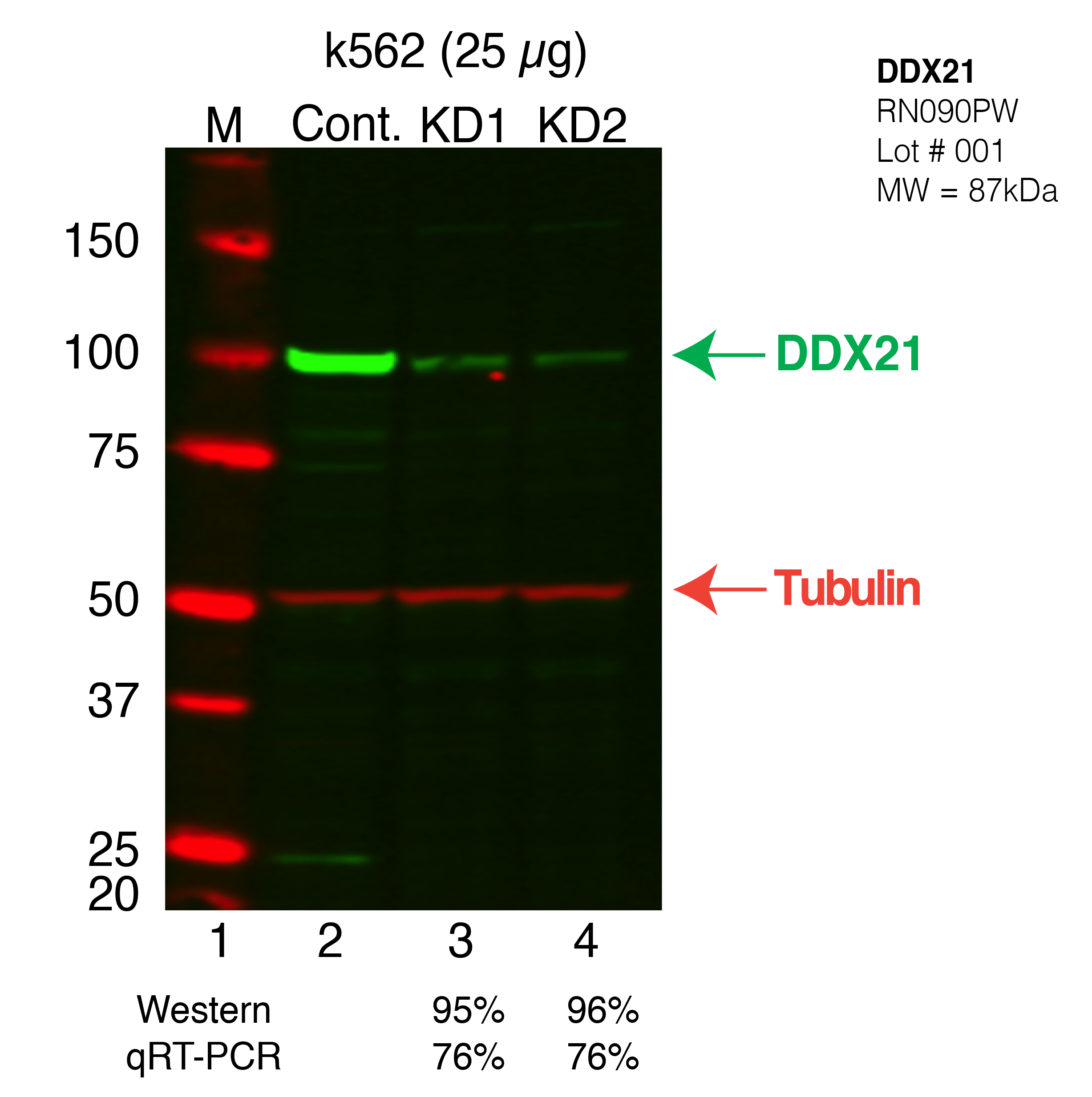 DDX21-K562-CRISPR.png<br>Caption: Western blot following CRISPR against DDX21 in K562 whole cell lysate using DDX21 specific antibody. Lane 1 is a ladder, lane 2 is K562 non-targeting control knockdown, lane 3 and 4 are two different CRISPR against DDX21. DDX21 protein appears as the green band, Tubulin serves as a control and appears in red.