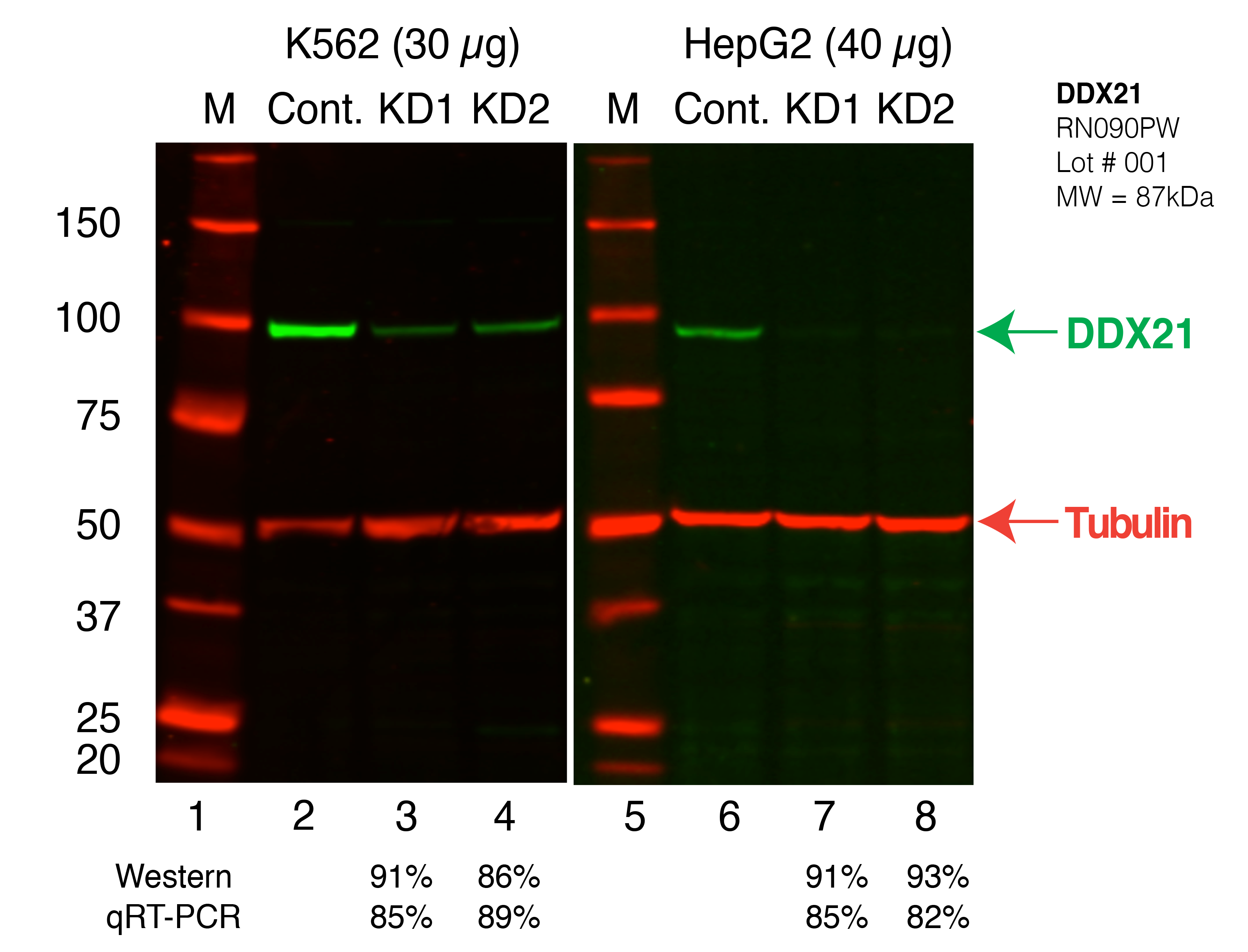 DDX21_Secondary_Western.png<br>Caption: Western blot following shRNA against DDX21 in K562 and HepG2 whole cell lysate using DDX21 specific antibody. Lane 1 is a ladder, lane 2 is K562 non-targeting control knockdown, lane 3 and 4 are two different shRNAs against DDX21. Lanes 5-8 follow the same pattern, but in HepG2. DDX21 protein appears as the green band, Tubulin serves as a control and appears in red.