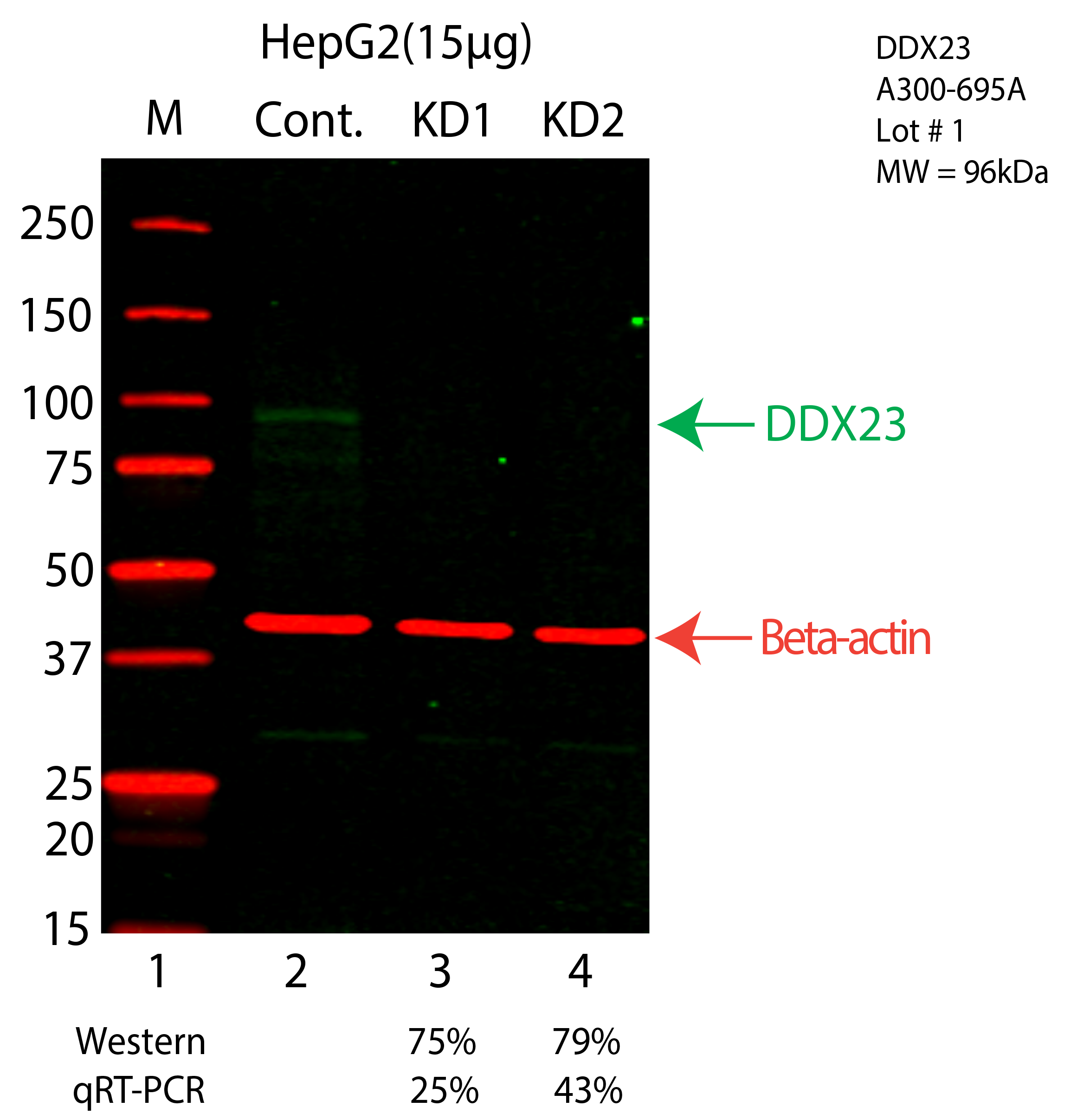 DDX23-HEPG2-CRISPR-A300-695A-LICORA.png<br>Caption: Western blot following CRISPR against DDX23 in HepG2 whole cell lysate using DDX23 specific antibody. Lane 1 is a ladder, lane 2 is HepG2 non-targeting control knockdown, lane 3 and 4 are two different CRISPR against DDX23. DDX23 protein appears as the green arrow, Beta-actin serves as a control and appears in red arrow.