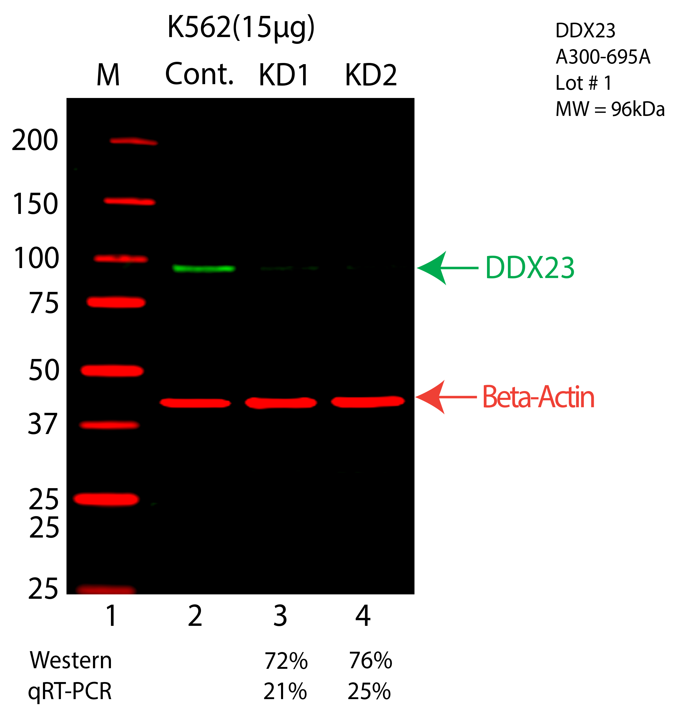 DDX23-K562-CRISPR-A300-695A-LICOR.png<br>Caption: Western blot following CRISPR against DDX23 in K562 whole cell lysate using DDX23 specific antibody. Lane 1 is a ladder, lane 2 is K562 non-targeting control knockdown, lane 3 and 4 are two different CRISPR against DDX23. DDX23 protein appears as the green arrow, Beta-actin serves as a control and appears in red arrow.