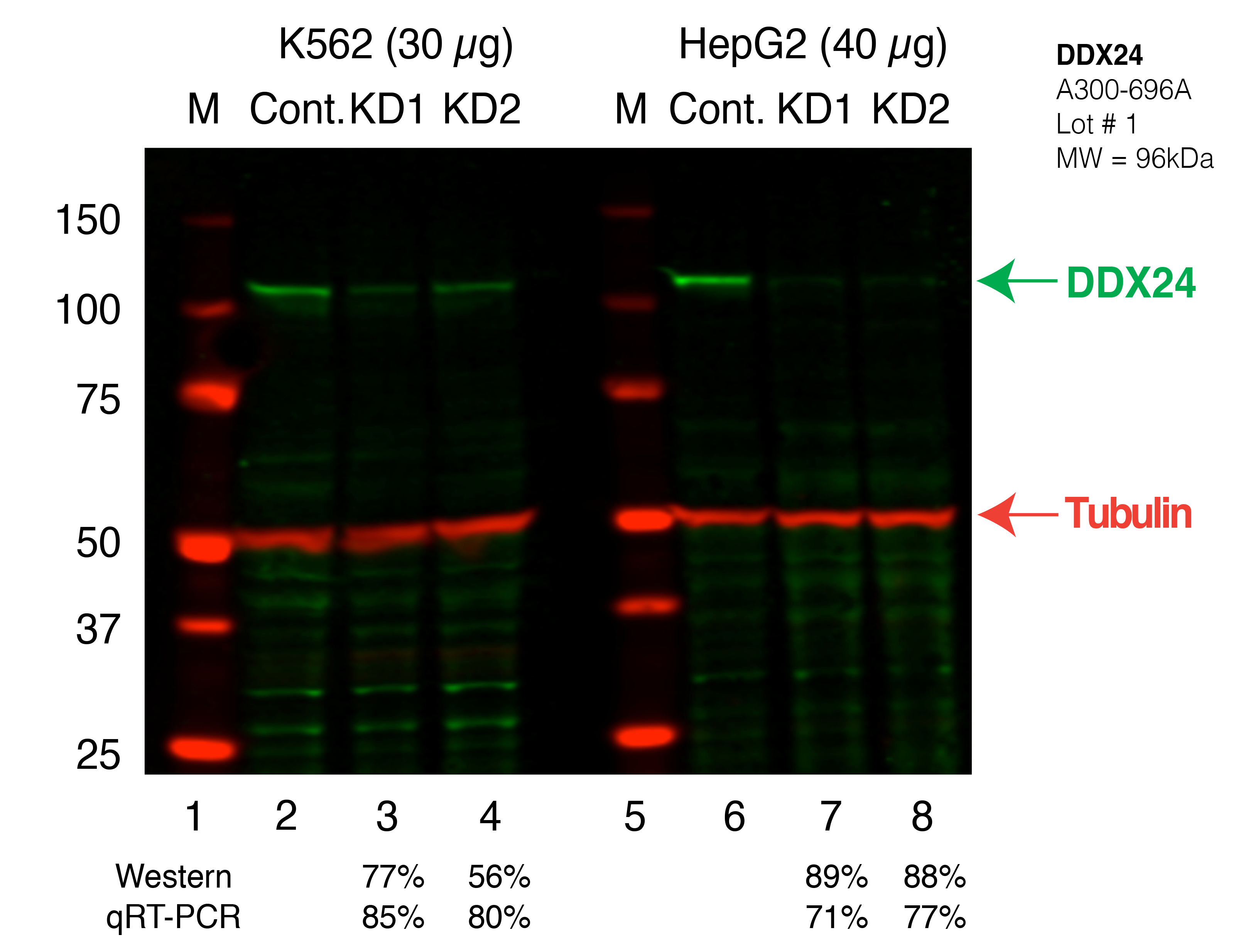 DDX24_Secondary_Western.png<br>Caption: Western blot following shRNA against DDX24 in K562 and HepG2 whole cell lysate using DDX24 specific antibody. Lane 1 is a ladder, lane 2 is K562 non-targeting control knockdown, lane 3 and 4 are two different shRNAs against DDX24. Lanes 5-8 follow the same pattern, but in HepG2. DDX24 protein appears as the green band, Tubulin serves as a control and appears in red.