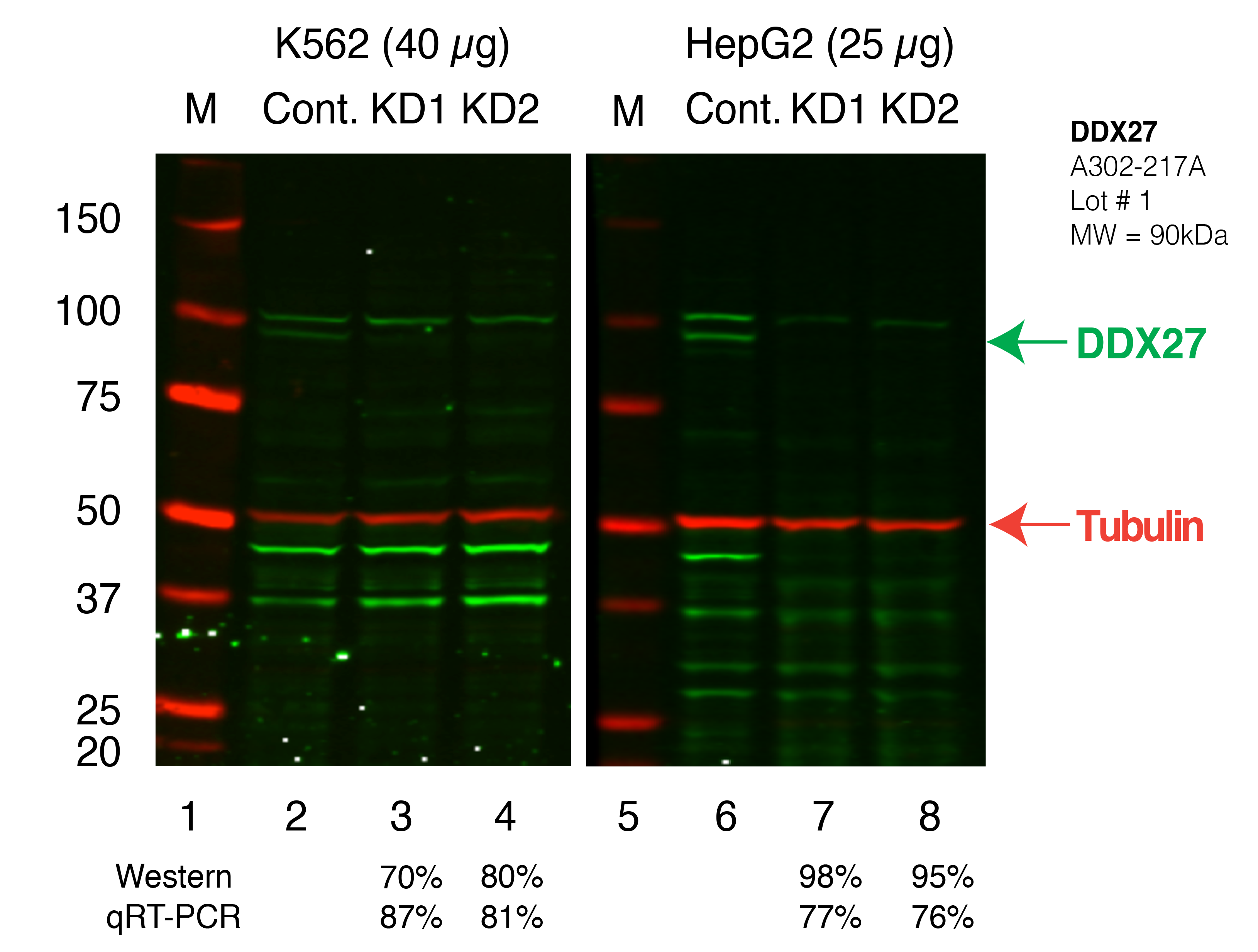 DDX27_Secondary_Western.png<br>Caption: Western blot following shRNA against DDX27 in K562 and HepG2 whole cell lysate using DDX27 specific antibody. Lane 1 is a ladder, lane 2 is K562 non-targeting control knockdown, lane 3 and 4 are two different shRNAs against DDX27. Lanes 5-8 follow the same pattern, but in HepG2. DDX27 protein appears as the green band, Tubulin serves as a control and appears in red.