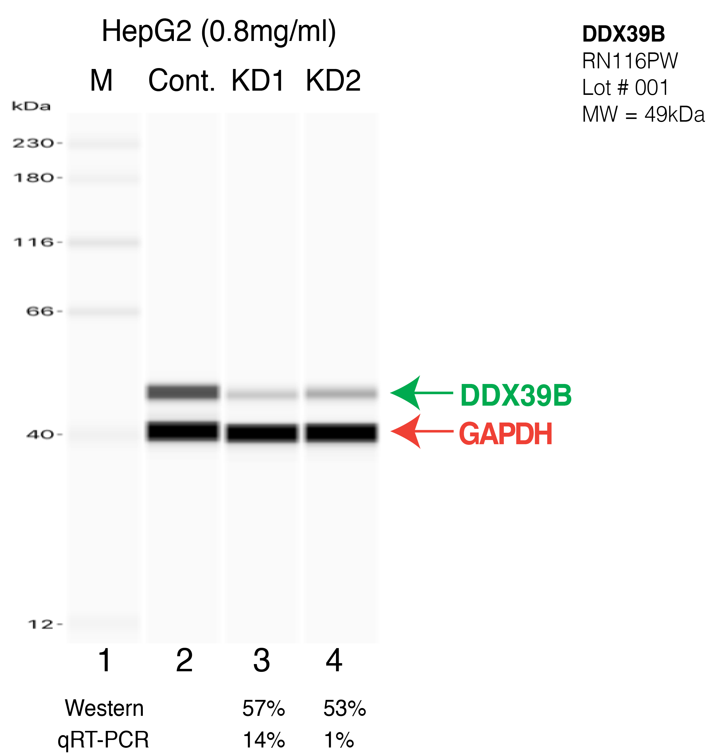 DDX39B-HEPG2-CRISPR-RN116PW.png<br>Caption: Western blot following CRISPR against DDX39B in HepG2 whole cell lysate using DDX39B specific antibody. Lane 1 is a ladder, lane 2 is HepG2 non-targeting control knockdown, lane 3 and 4 are two different CRISPR against DDX39B. DDX39B protein appears as the green arrow, GAPDH serves as a control and appears in red arrow.