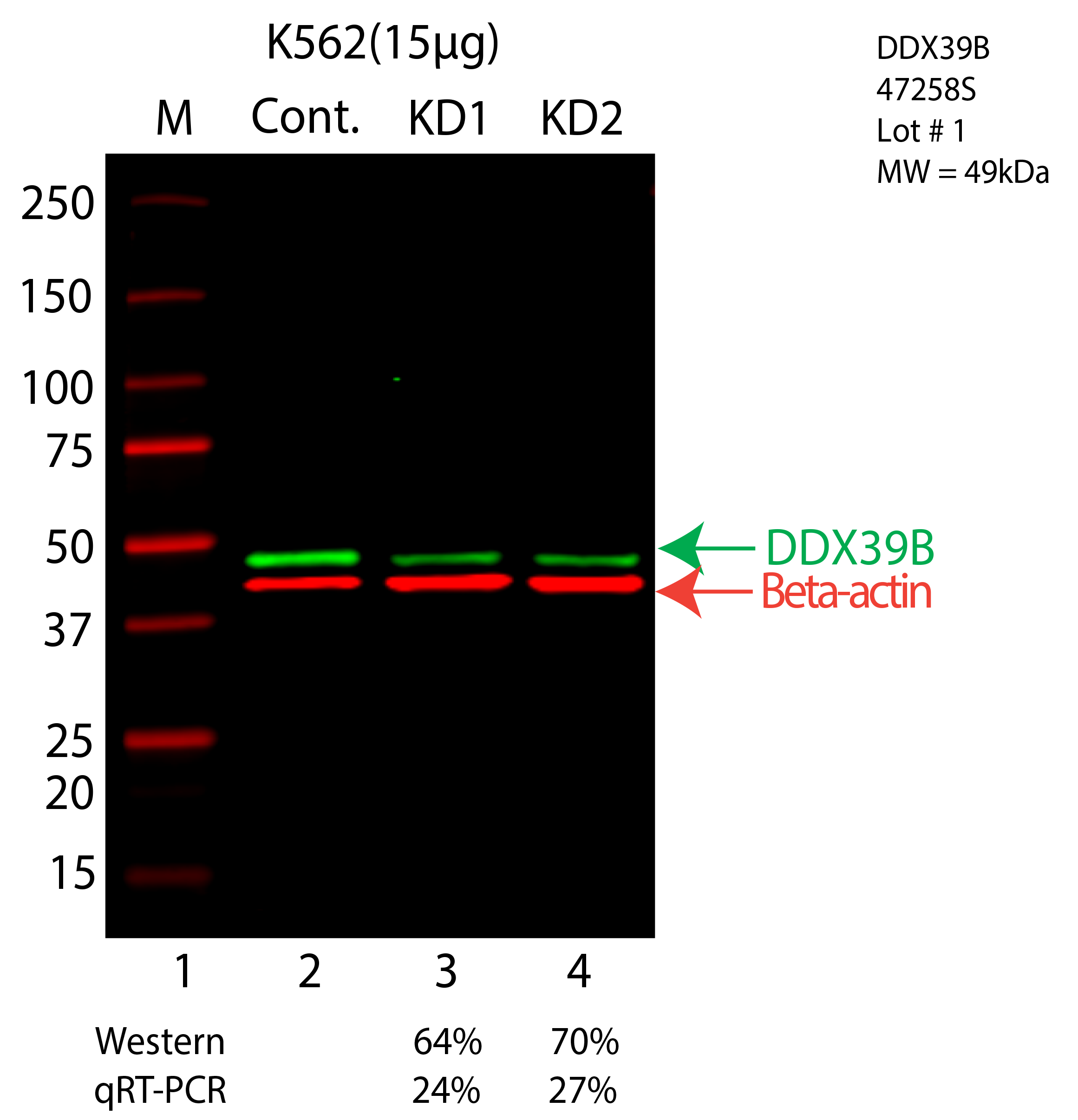 DDX39B-K562-47258S.png<br>Caption: Western blot following CRISPR against DDX39B in K562 whole cell lysate using DDX39B specific antibody. Lane 1 is a ladder, lane 2 is K562 non-targeting control knockdown, lane 3 and 4 are two different CRISPR against DDX39B. DDX39B protein appears as the green arrow, Beta-actin serves as a control and appears in red arrow.