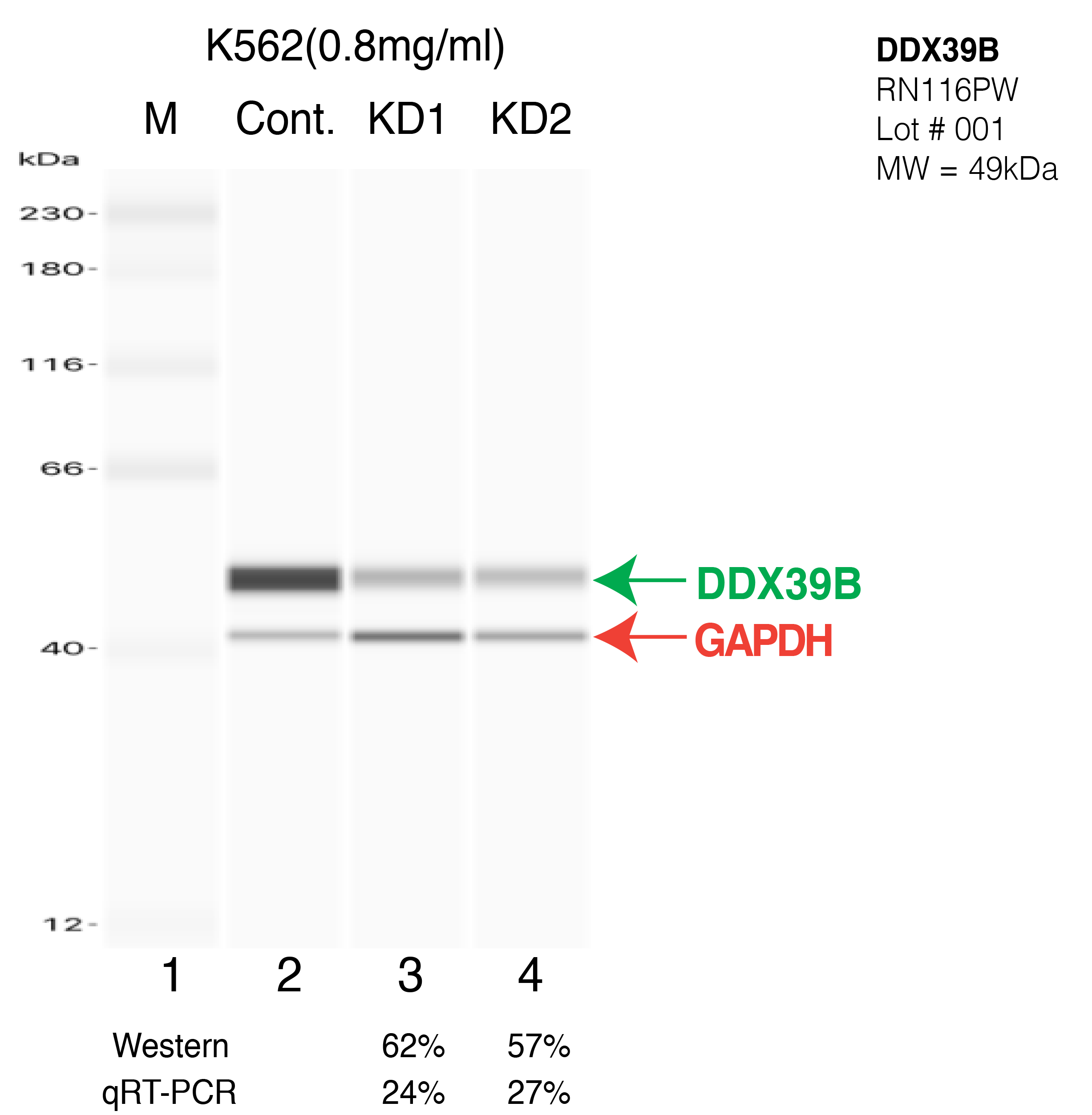 DDX39B-K562-CRISPR-RN116PW.png<br>Caption: Western blot following CRISPR against DDX39B in K562 whole cell lysate using DDX39B specific antibody. Lane 1 is a ladder, lane 2 is K562 non-targeting control knockdown, lane 3 and 4 are two different CRISPR against DDX39B. DDX39B protein appears as the green arrow, GAPDH serves as a control and appears in red arrow.