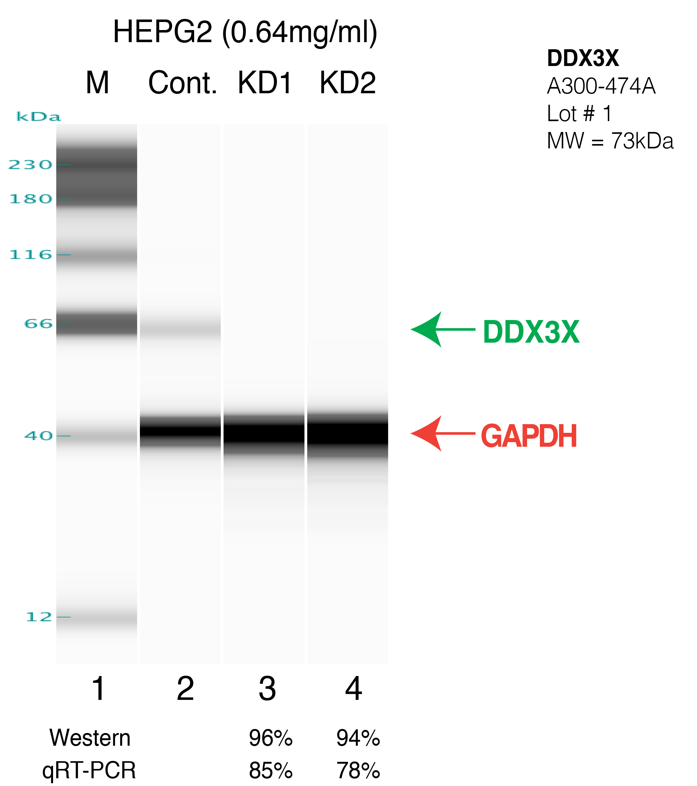 DDX3X-HEPG2.png<br>Caption: Western blot following shRNA against DDX3X in HepG2 whole cell lysate using DDX3X specific antibody. Lane 1 is a ladder, lane 2 is HepG2 non-targeting control knockdown, lane 3 and 4 are two different shRNAs against DDX3X. DDX3X protein appears as the green arrow, GAPDH serves as a control and appears in red arrow.