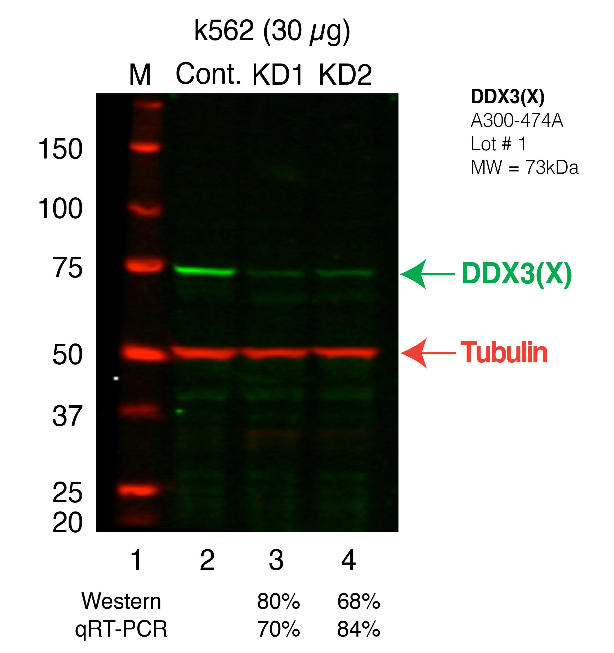 DDX3X_Secondary_Western.png<br>Caption: Western blot following shRNA against DDX3X in K562 whole cell lysate using DDX3X specific antibody. Lane 1 is a ladder, lane 2 is K562 non-targeting control knockdown, lane 3 and 4 are two different shRNAs against DDX3X. DDX3X protein appears as the green band, Tubulin serves as a control and appears in red.