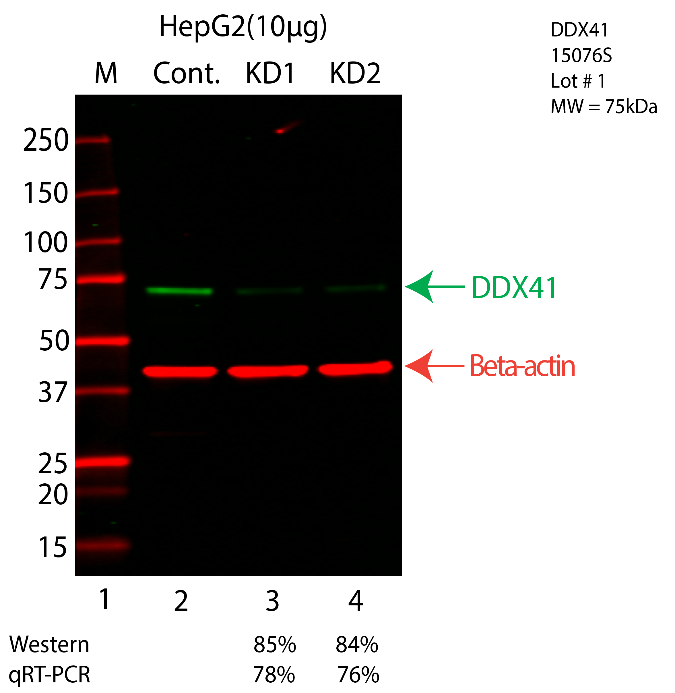 DDX41-HEPG2-CRISPR-15076S.png<br>Caption: Western blot following CRISPR against DDX41 in HepG2 whole cell lysate using DDX41 specific antibody. Lane 1 is a ladder, lane 2 is HepG2 non-targeting control knockdown, lane 3 and 4 are two different CRISPR against DDX41. DDX41 protein appears as the green arrow, Beta-actin serves as a control and appears in red arrow.