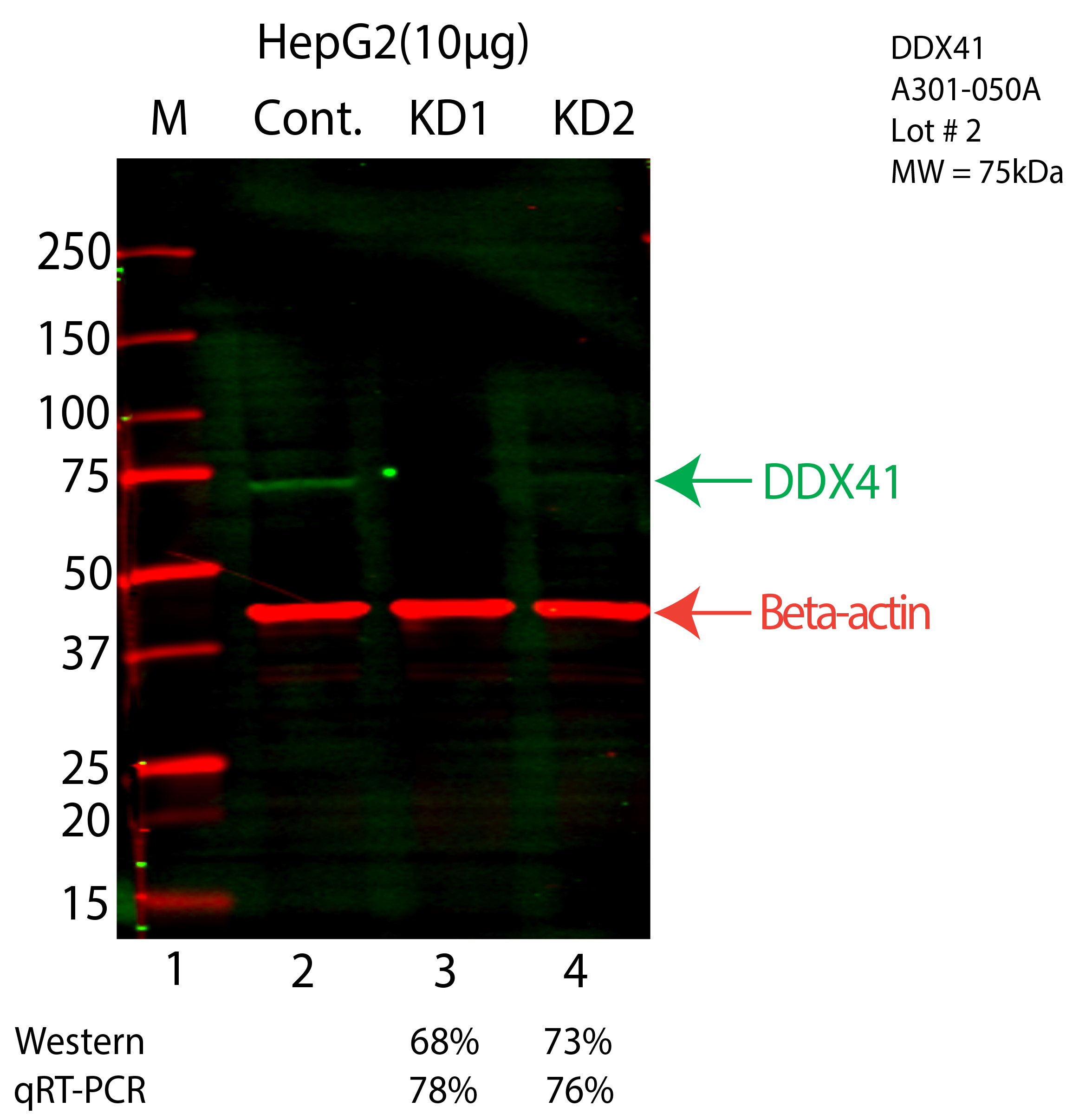 DDX41-HEPG2-CRISPR-A301-050A.png<br>Caption: Western blot following CRISPR against DDX41 in HepG2 whole cell lysate using DDX41 specific antibody. Lane 1 is a ladder, lane 2 is HepG2 non-targeting control knockdown, lane 3 and 4 are two different CRISPR against DDX41. DDX41 protein appears as the green arrow, Beta-actin serves as a control and appears in red arrow.