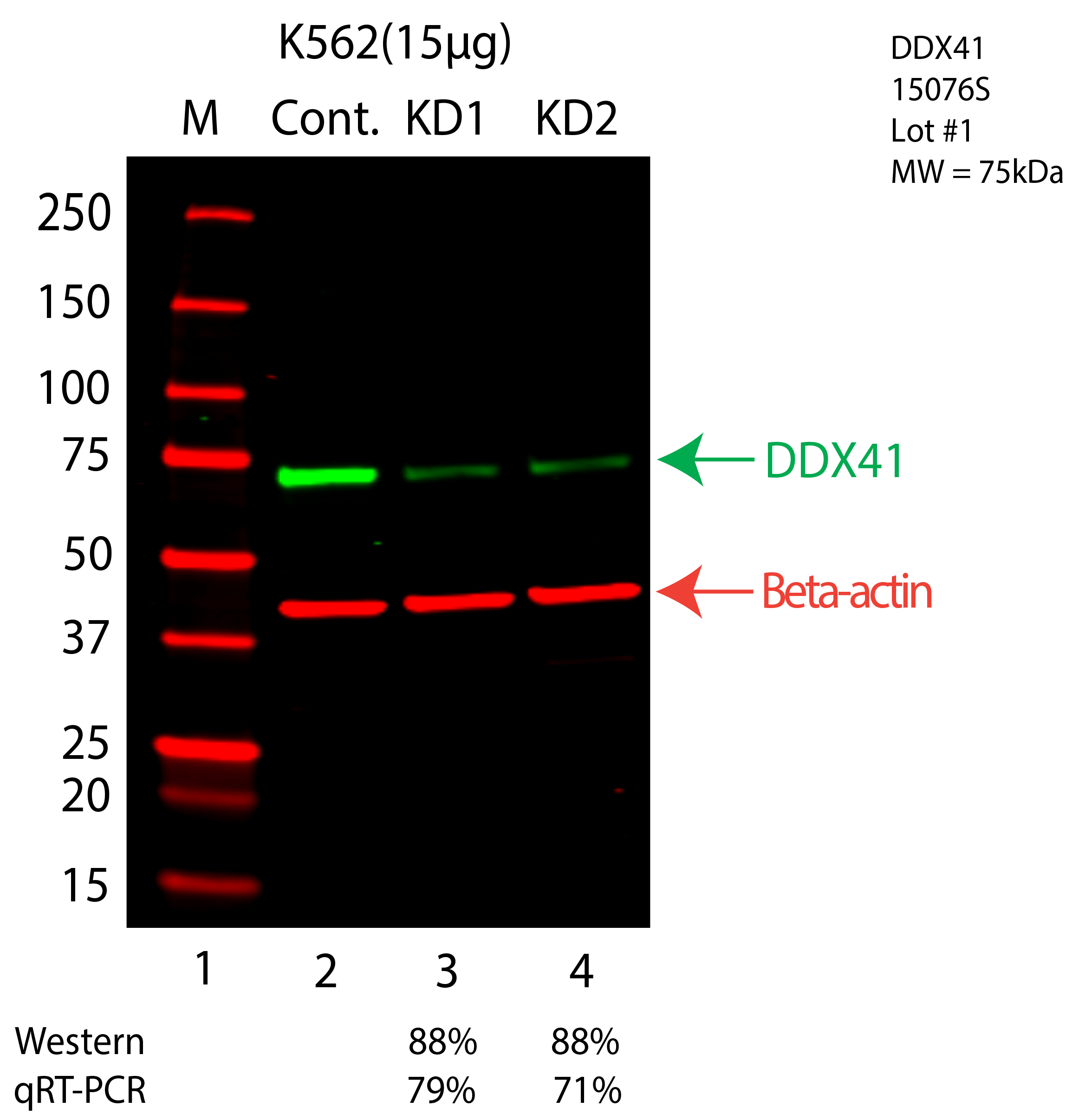 DDX41-K562-CRISPR-15076S.png<br>Caption: Western blot following CRISPR against DDX41 in K562 whole cell lysate using DDX41 specific antibody. Lane 1 is a ladder, lane 2 is K562 non-targeting control knockdown, lane 3 and 4 are two different CRISPR against DDX41. DDX41 protein appears as the green arrow, Beta-actin serves as a control and appears in red arrow.