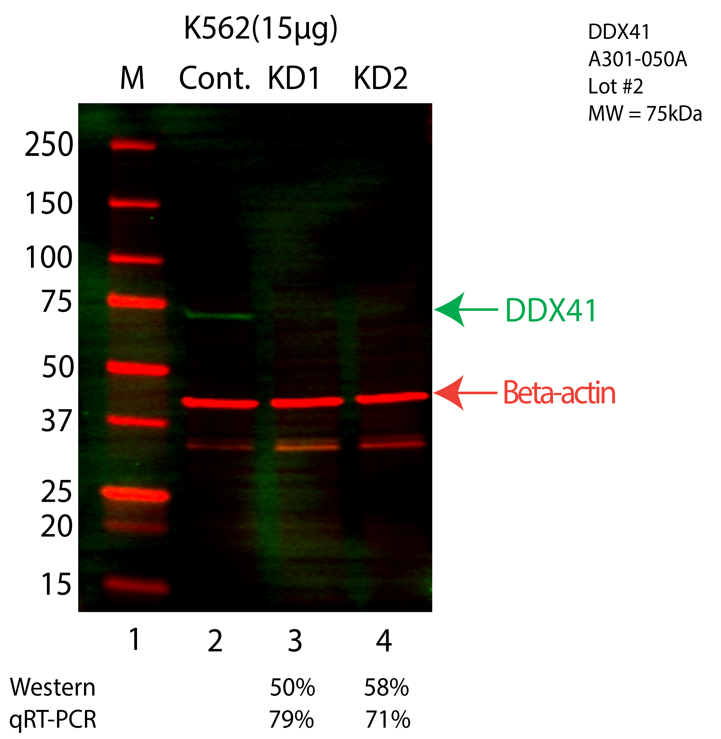 DDX41-K562-CRISPR-A301-050A.png<br>Caption: Western blot following CRISPR against DDX41 in K562 whole cell lysate using DDX41 specific antibody. Lane 1 is a ladder, lane 2 is K562 non-targeting control knockdown, lane 3 and 4 are two different CRISPR against DDX41. DDX41 protein appears as the green arrow, Beta-actin serves as a control and appears in red arrow.