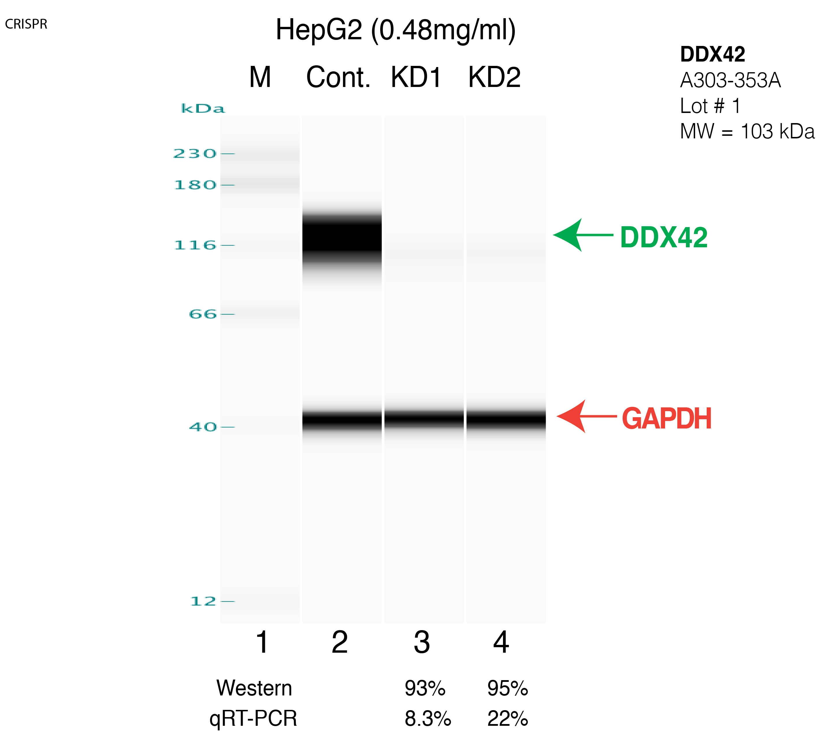 DDX42-HEPG2-CRISPR.png<br>Caption: Western blot following CRISPR against DDX42 in HepG2 whole cell lysate using DDX42 specific antibody. Lane 1 is a ladder, lane 2 is HepG2 non-targeting control knockdown, lane 3 and 4 are two different CRISPR against DDX42. DDX42 protein appears as the green arrow, GAPDH serves as a control and appears in red arrow.