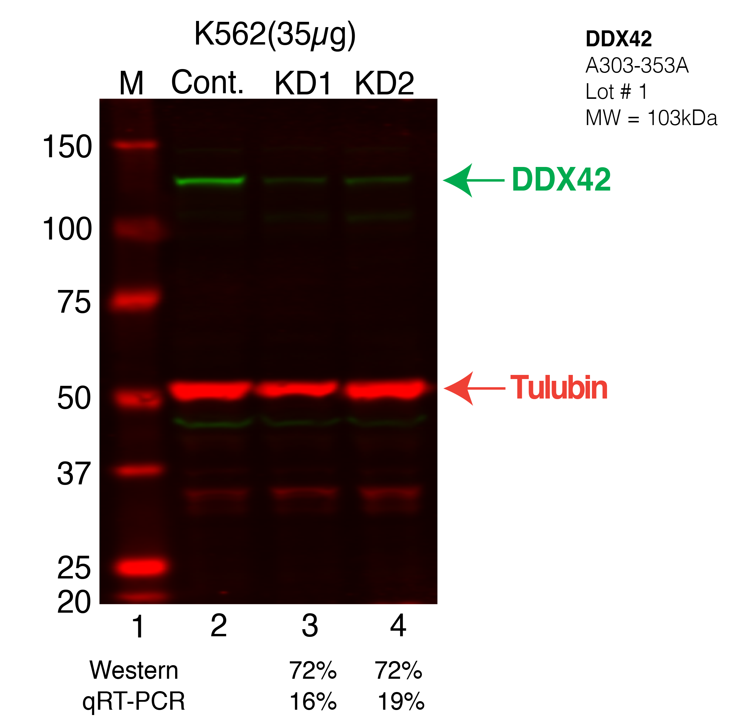 DDX42-K562-CRISPR.png<br>Caption: Western blot following CRISPR against DDX42 in K562 whole cell lysate using DDX42 specific antibody. Lane 1 is a ladder, lane 2 is K562 non-targeting control knockdown, lane 3 and 4 are two different CRISPR against DDX42.DDX42 protein appears as the green band, Tubulin serves as a control and appears in red.