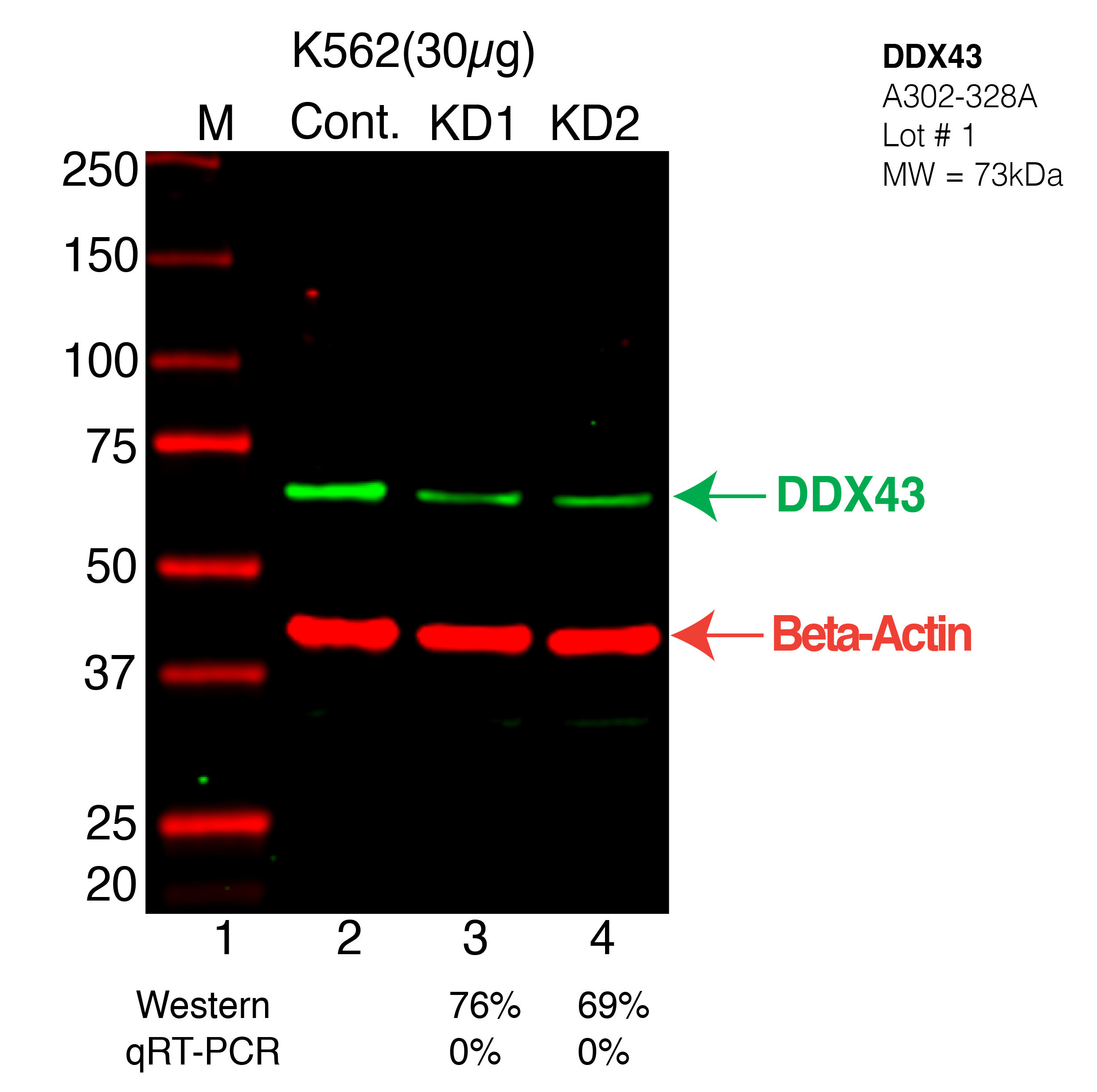 DDX43-K562-CRISPR-A302-328A.png<br>Caption: Western blot following CRISPR against DDX43 in K562 whole cell lysate using DDX43 specific antibody. Lane 1 is a ladder, lane 2 is K562 non-targeting control knockdown, lane 3 and 4 are two different CRISPR against DDX43. DDX43 protein appears as the green arrow, Beta-actin serves as a control and appears in red arrow.