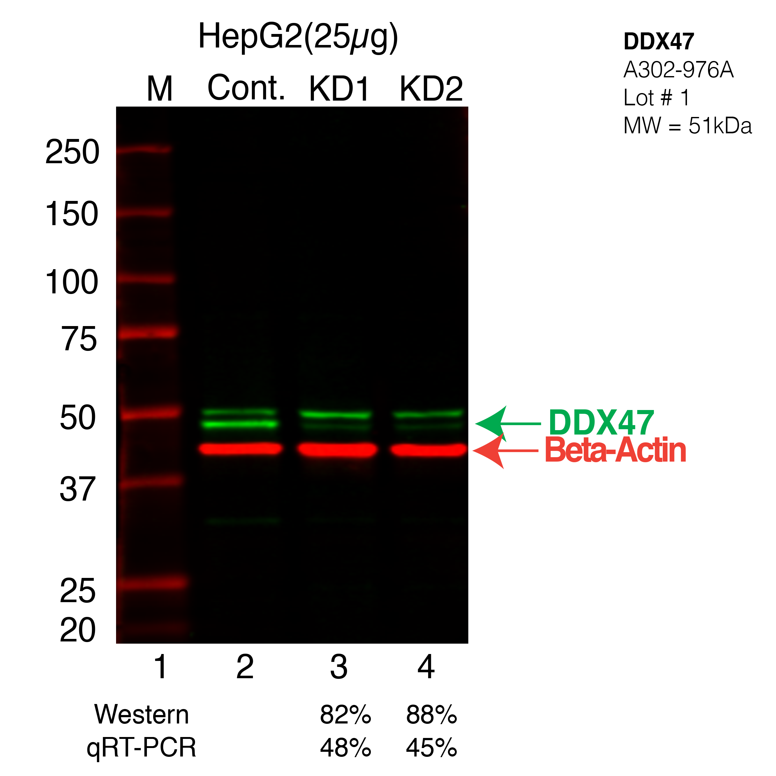 DDX47-HEPG2-A302-976A.png<br>Caption: Western blot following shRNA against DDX47 in HepG2 whole cell lysate using DDX47 specific antibody. Lane 1 is a ladder, lane 2 is HepG2 non-targeting control knockdown, lane 3 and 4 are two different shRNA against DDX47. DDX47 protein appears as the green arrow, Beta-actin serves as a control and appears in red arrow.