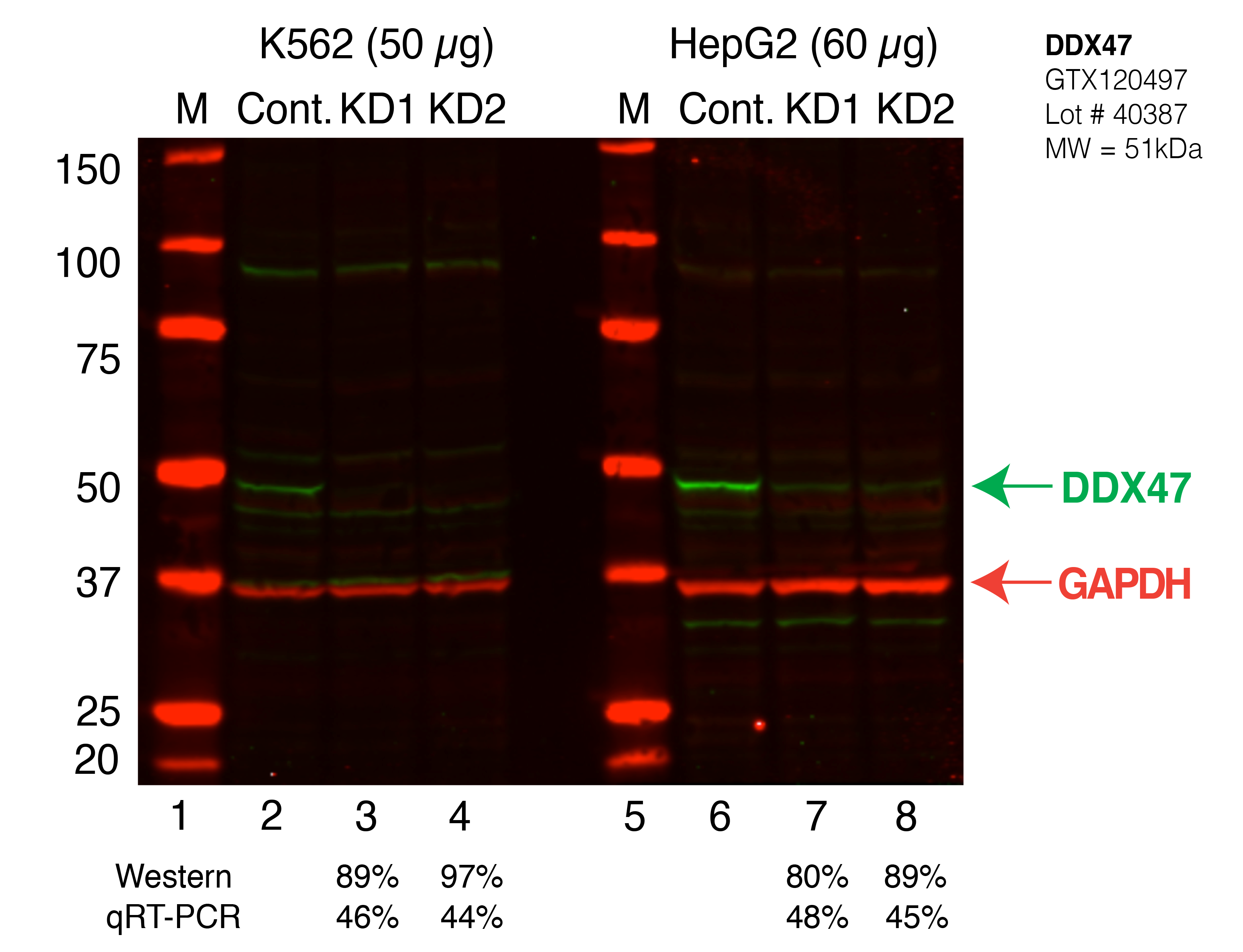 DDX47_Secondary_Western.png<br>Caption: Western blot following shRNA against DDX47 in K562 and HepG2 whole cell lysate using DDX47 specific antibody. Lane 1 is a ladder, lane 2 is K562 non-targeting control knockdown, lane 3 and 4 are two different shRNAs against DDX47. Lanes 5-8 follow the same pattern, but in HepG2. DDX47 protein appears as the green band, GAPDH serves as a control and appears in red.