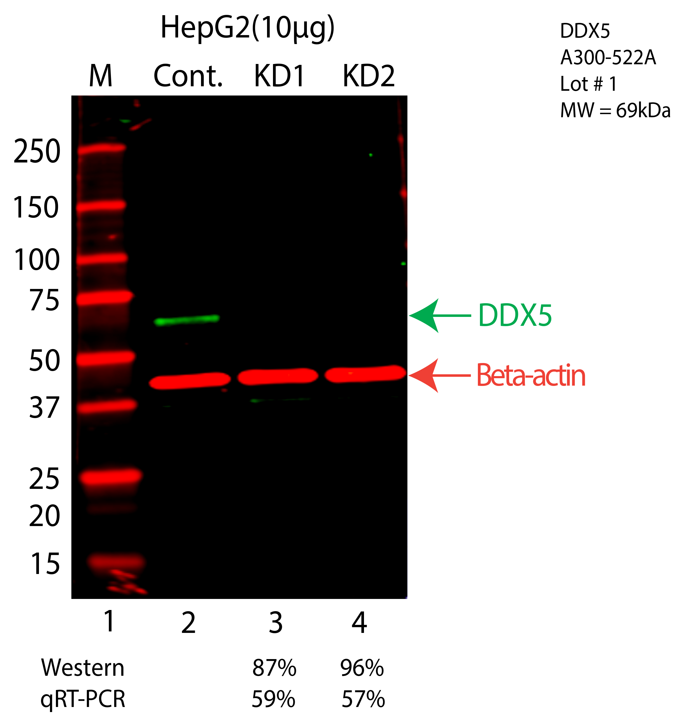 DDX5-HEPG2-CRISPR-A300-522A.png<br>Caption: Western blot following CRISPR against DDX5 in HepG2 whole cell lysate using DDX5 specific antibody. Lane 1 is a ladder, lane 2 is HepG2 non-targeting control knockdown, lane 3 and 4 are two different CRISPR against DDX5. DDX5 protein appears as the green arrow, Beta-actin serves as a control and appears in red arrow.