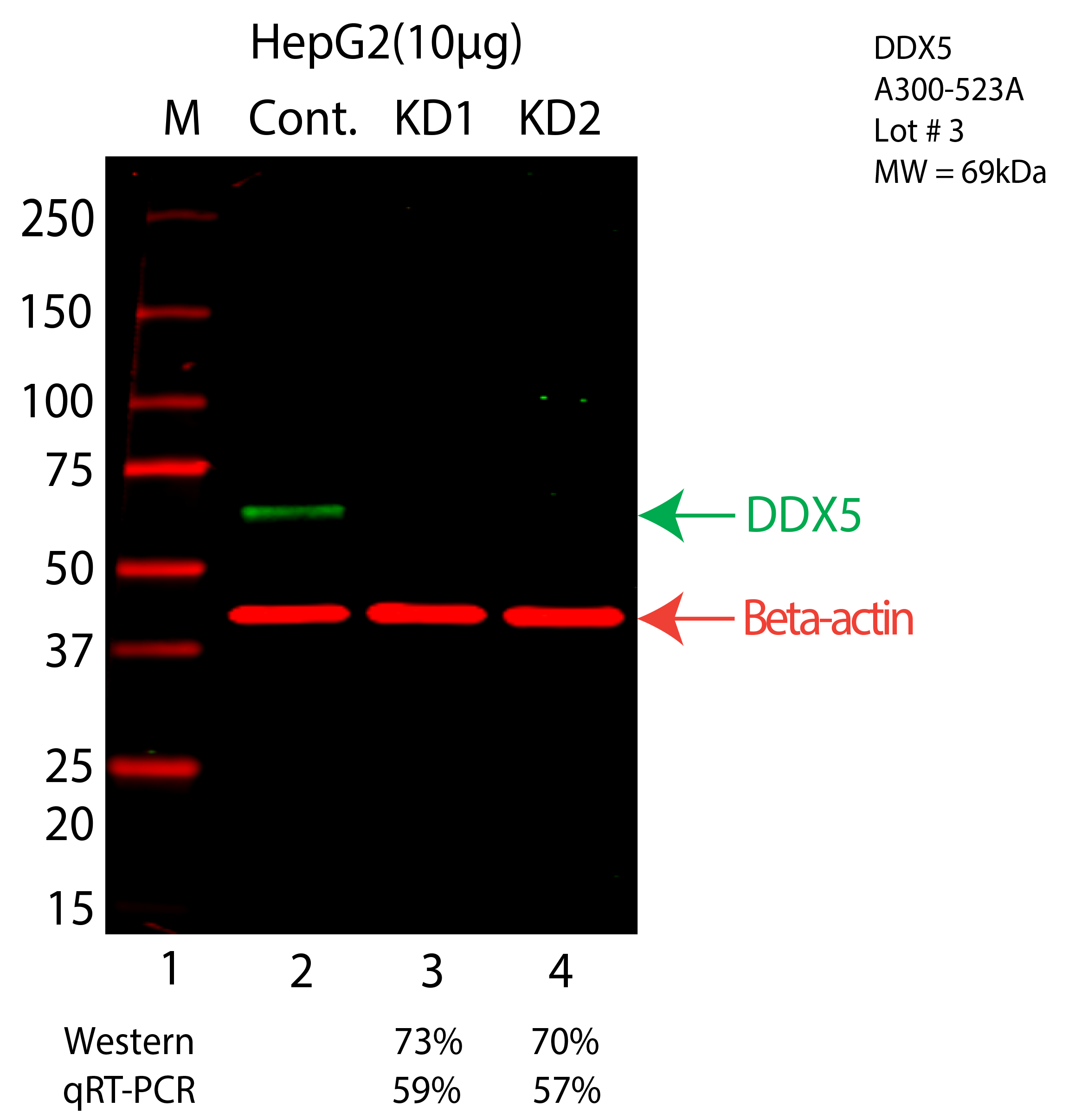 DDX5-HEPG2-CRISPR-A300-523A.png<br>Caption: Western blot following CRISPR against DDX5 in HepG2 whole cell lysate using DDX5 specific antibody. Lane 1 is a ladder, lane 2 is HepG2 non-targeting control knockdown, lane 3 and 4 are two different CRISPR against DDX5. DDX5 protein appears as the green arrow, Beta-actin serves as a control and appears in red arrow.