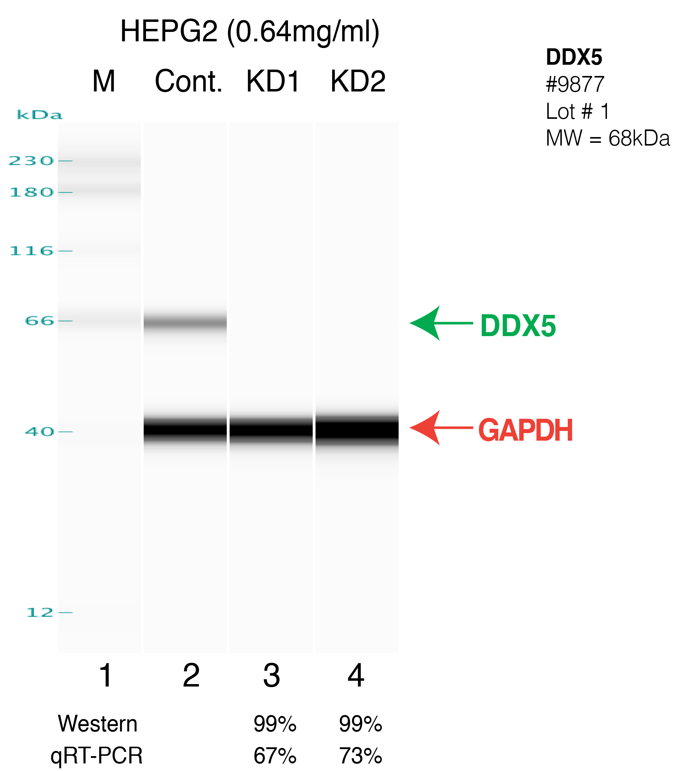 DDX5-HEPG2-FU%27S.png<br>Caption: Western blot following shRNA against DDX5 in HepG2 whole cell lysate using DDX5 specific antibody. Lane 1 is a ladder, lane 2 is HepG2 non-targeting control knockdown, lane 3 and 4 are two different shRNAs against DDX5. DDX5 protein appears as the green arrow, GAPDH serves as a control and appears in red arrow.