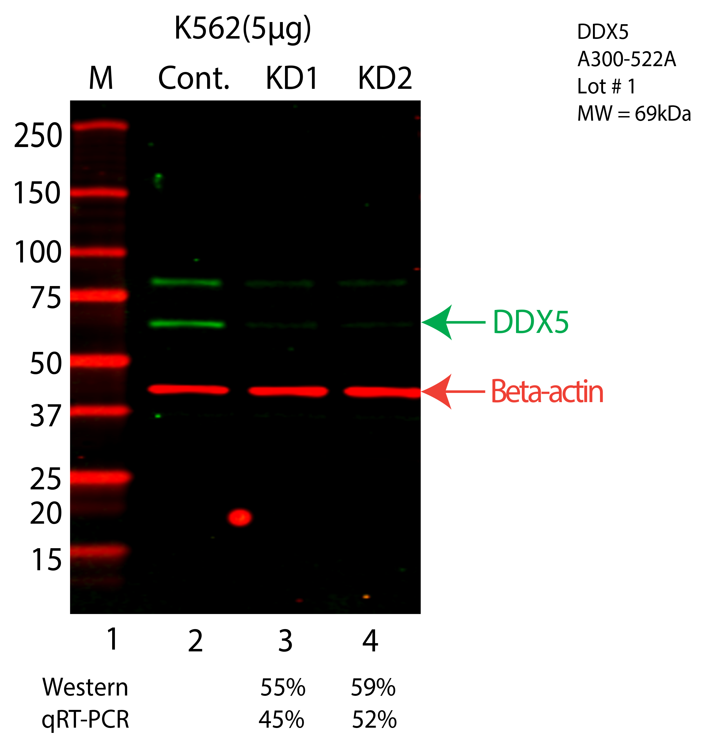 DDX5-K562-CRISPR-A300-522A.png<br>Caption: Western blot following CRISPR against DDX5 in K562 whole cell lysate using DDX5 specific antibody. Lane 1 is a ladder, lane 2 is K562 non-targeting control knockdown, lane 3 and 4 are two different CRISPR against DDX5. DDX5 protein appears as the green arrow, Beta-actin serves as a control and appears in red arrow.