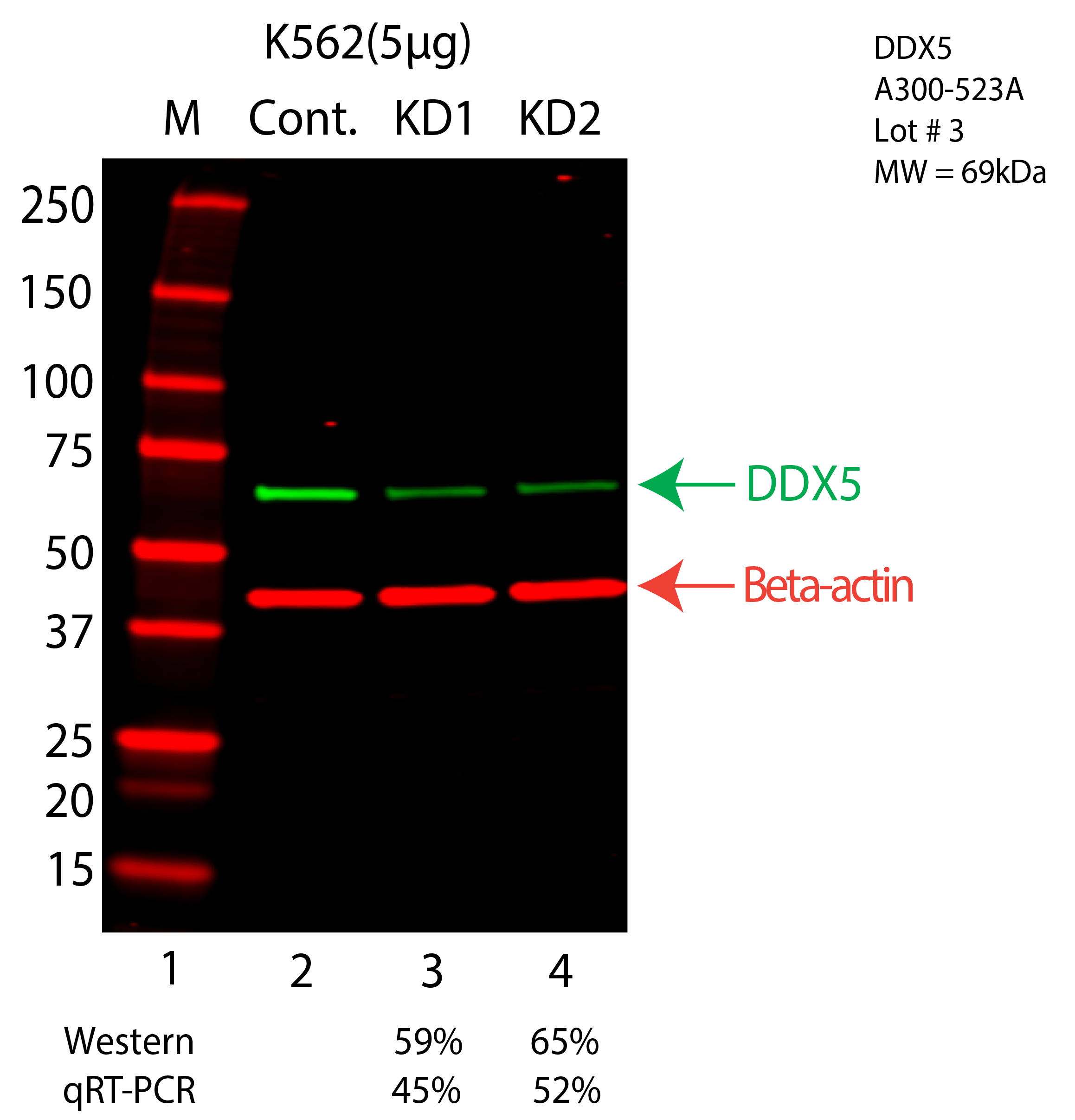 DDX5-K562-CRISPR-A300-523A.png<br>Caption: Western blot following CRISPR against DDX5 in K562 whole cell lysate using DDX5 specific antibody. Lane 1 is a ladder, lane 2 is K562 non-targeting control knockdown, lane 3 and 4 are two different CRISPR against DDX5. DDX5 protein appears as the green arrow, Beta-actin serves as a control and appears in red arrow.