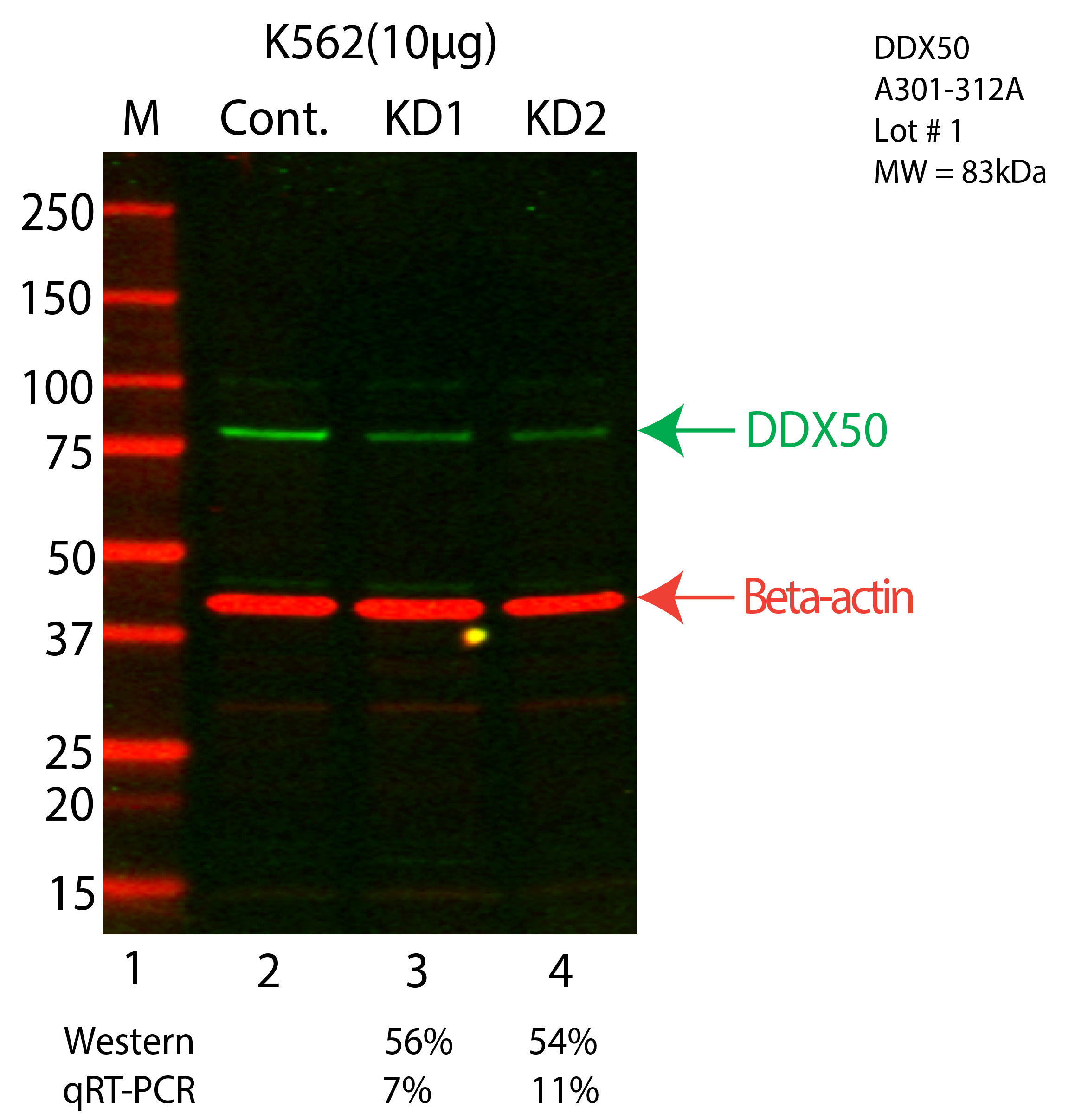 DDX50-K562-CRISPR-A301-312A.png<br>Caption: Western blot following CRISPR against DDX50 in K562 whole cell lysate using DDX50 specific antibody. Lane 1 is a ladder, lane 2 is K562 non-targeting control knockdown, lane 3 and 4 are two different CRISPR against DDX50. DDX50 protein appears as the green arrow, Beta-actin serves as a control and appears in red arrow.