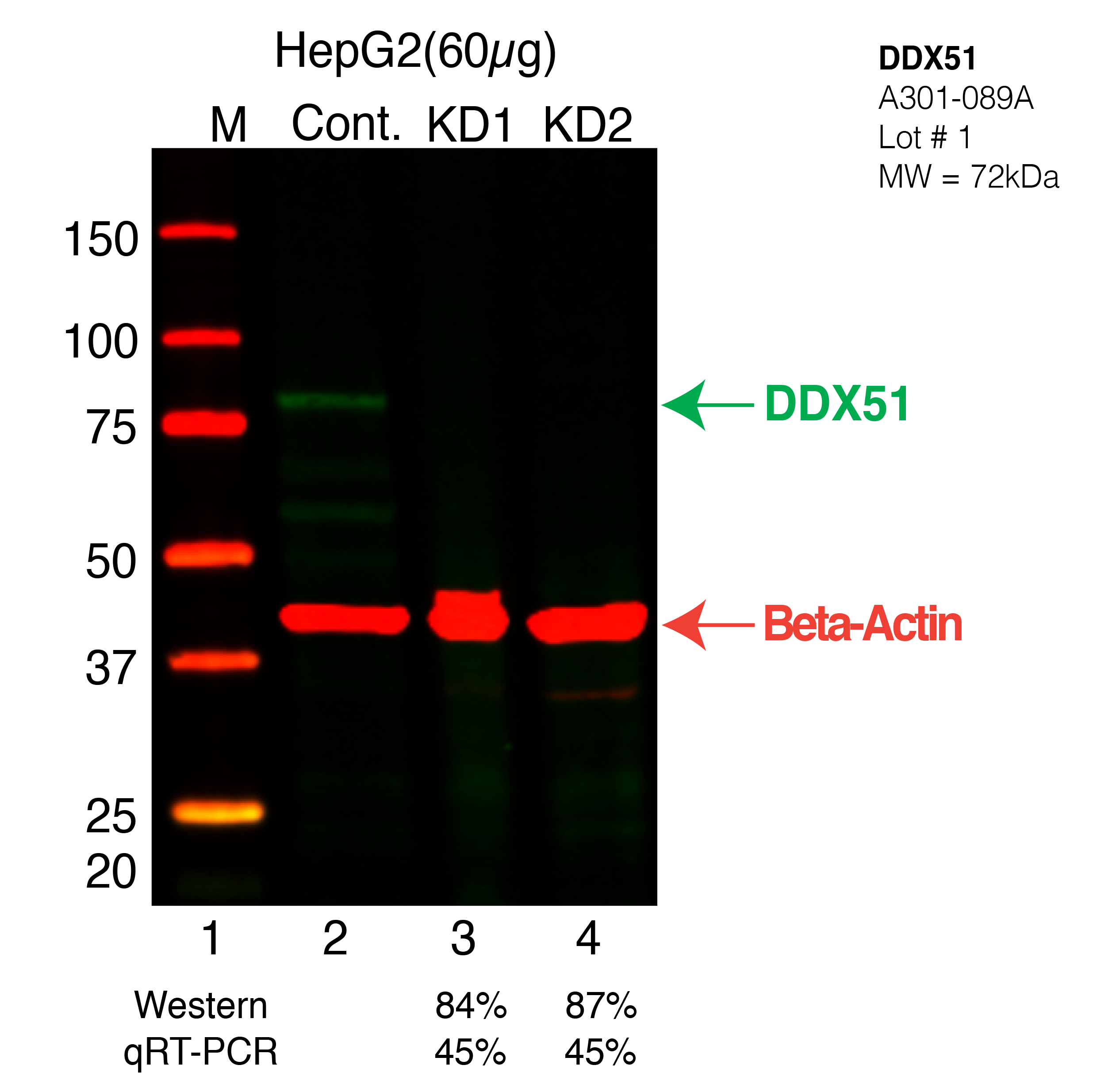 DDX51-HEPG2-CRISPR.png<br>Caption: Western blot following CRISPR against DDX51 in HepG2 whole cell lysate using DDX51 specific antibody. Lane 1 is a ladder, lane 2 is HepG2 non-targeting control knockdown, lane 3 and 4 are two different CRISPR against DDX51. DDX51 protein appears as the green band, Beta-actin serves as a control and appears in red.