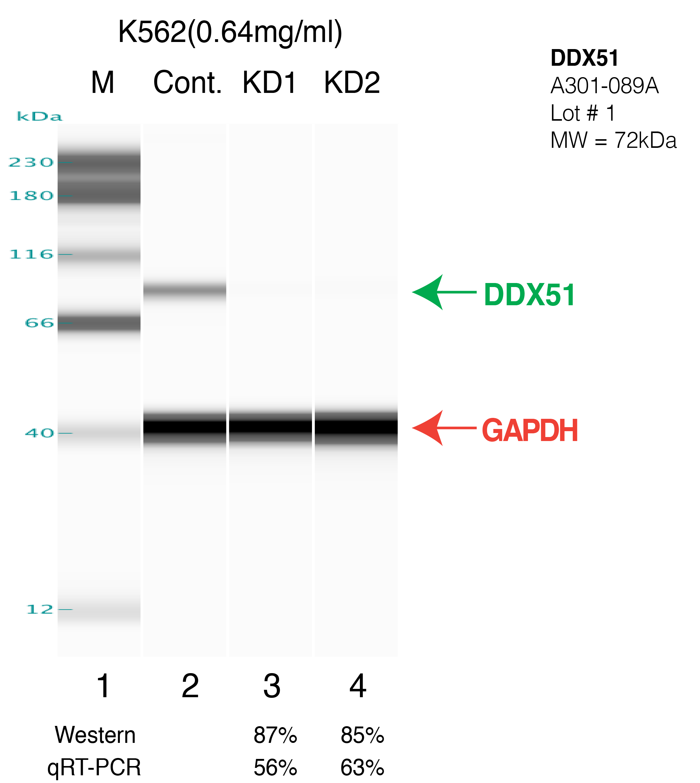 DDX51-K562.png<br>Caption: Western blot following shRNA against DDX51 in K562 whole cell lysate using DDX51 specific antibody. Lane 1 is a ladder, lane 2 is K562 non-targeting control knockdown, lane 3 and 4 are two different shRNAs against DDX51. DDX51 protein appears as the green arrow, GAPDH serves as a control and appears in red arrow.