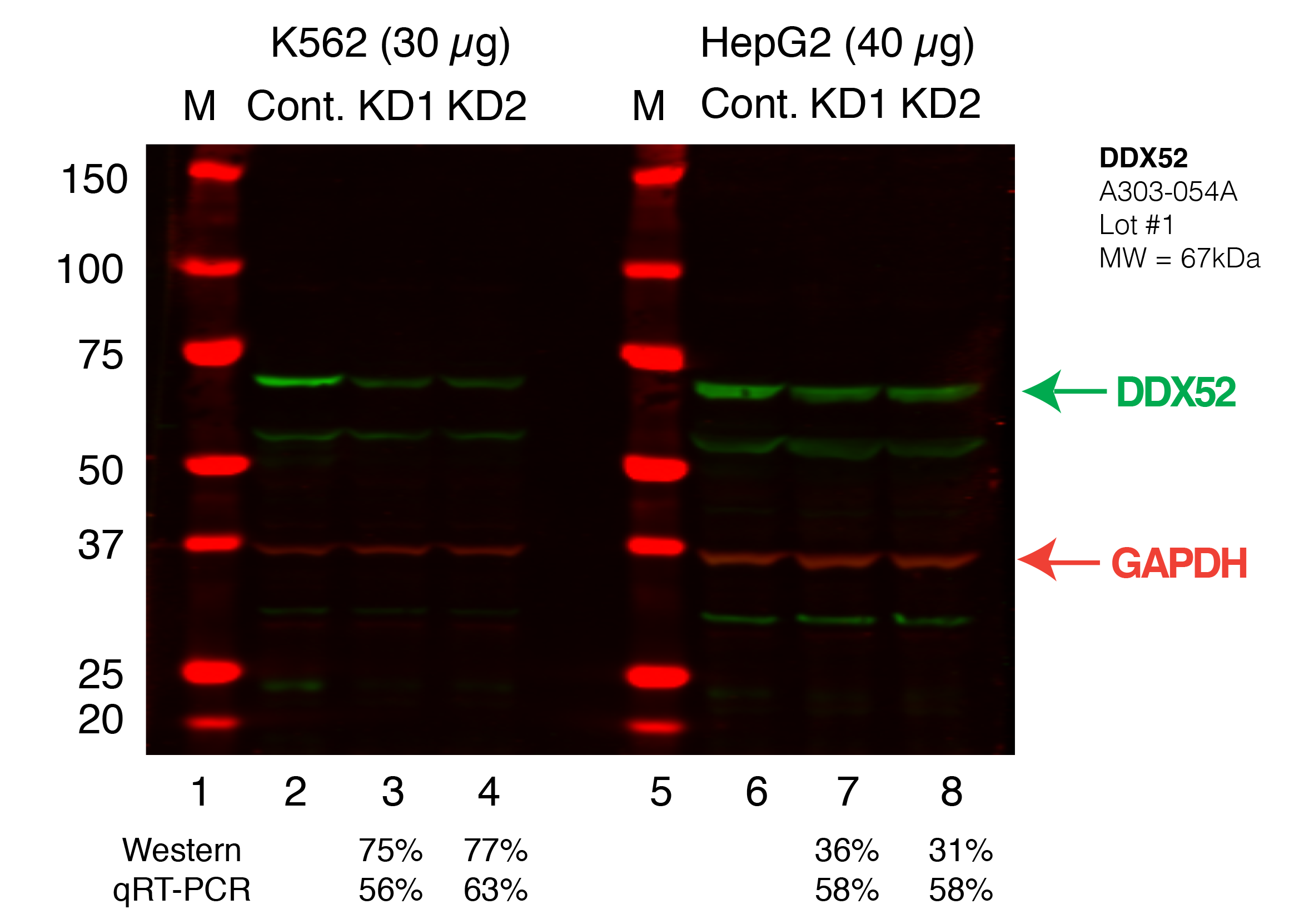 DDX52_Secondary_Western.png<br>Caption: Western blot following shRNA against DDX52 in K562 and HepG2 whole cell lysate using DDX52 specific antibody. Lane 1 is a ladder, lane 2 is K562 non-targeting control knockdown, lane 2 and 3 are two different shRNAs against DDX52. Lanes 5-7 follow the same pattern, but in HepG2. DDX52 protein appears as the green band, GAPDH serves as a control and appears in red.