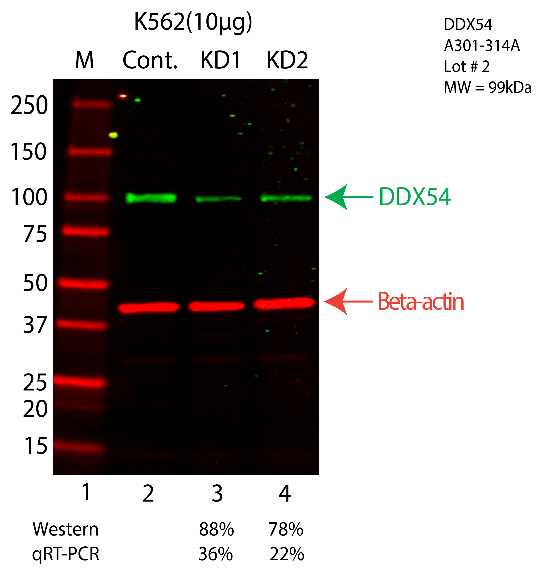 DDX54-K562-CRISPR-A301-314A.png<br>Caption: Western blot following CRISPR against DDX54 in K562 whole cell lysate using DDX54 specific antibody. Lane 1 is a ladder, lane 2 is K562 non-targeting control knockdown, lane 3 and 4 are two different CRISPR against DDX54. DDX54 protein appears as the green arrow, Beta-actin serves as a control and appears in red arrow.