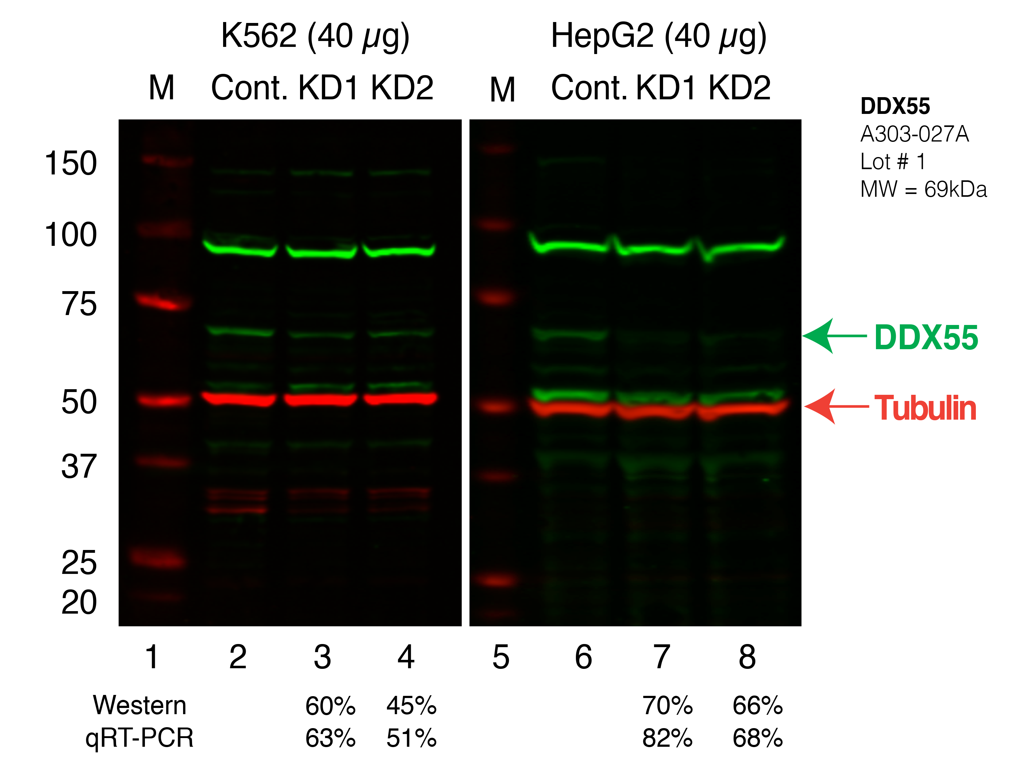 DDX55_Secondary_Western.png<br>Caption: Western blot following shRNA against DDX55 in K562 and HepG2 whole cell lysate using DDX55 specific antibody. Lane 1 is a ladder, lane 2 is K562 non-targeting control knockdown, lane 3 and 4 are two different shRNAs against DDX55. Lanes 5-8 follow the same pattern, but in HepG2. DDX55 protein appears as the green band, Tubulin serves as a control and appears in red.