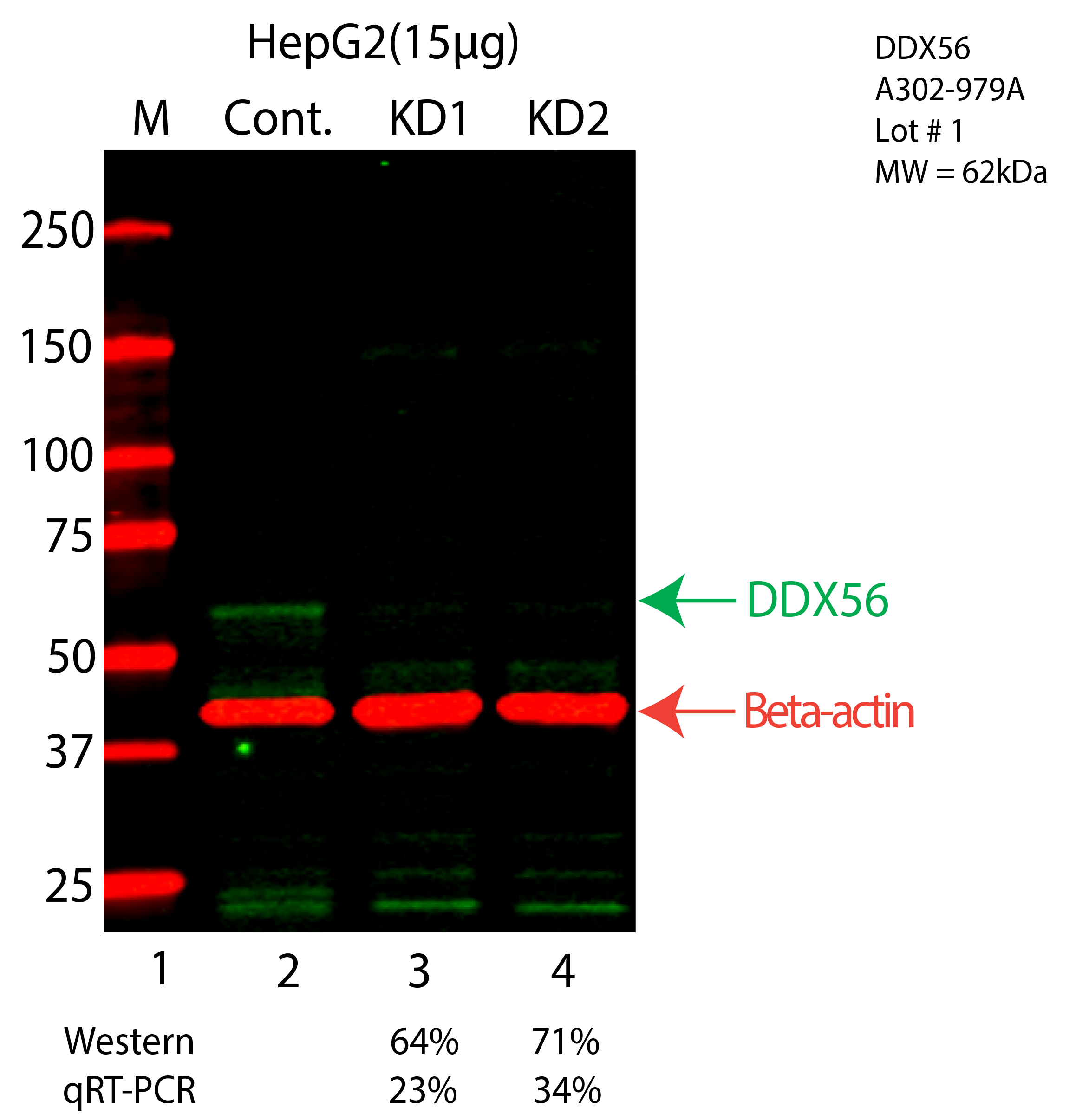 DDX56-HEPG2-CRISPR-A302-979A.png<br>Caption: Western blot following CRISPR against DDX56 in HepG2 whole cell lysate using DDX56 specific antibody. Lane 1 is a ladder, lane 2 is HepG2 non-targeting control knockdown, lane 3 and 4 are two different CRISPR against DDX56. DDX56 protein appears as the green arrow, Beta-actin serves as a control and appears in red arrow.