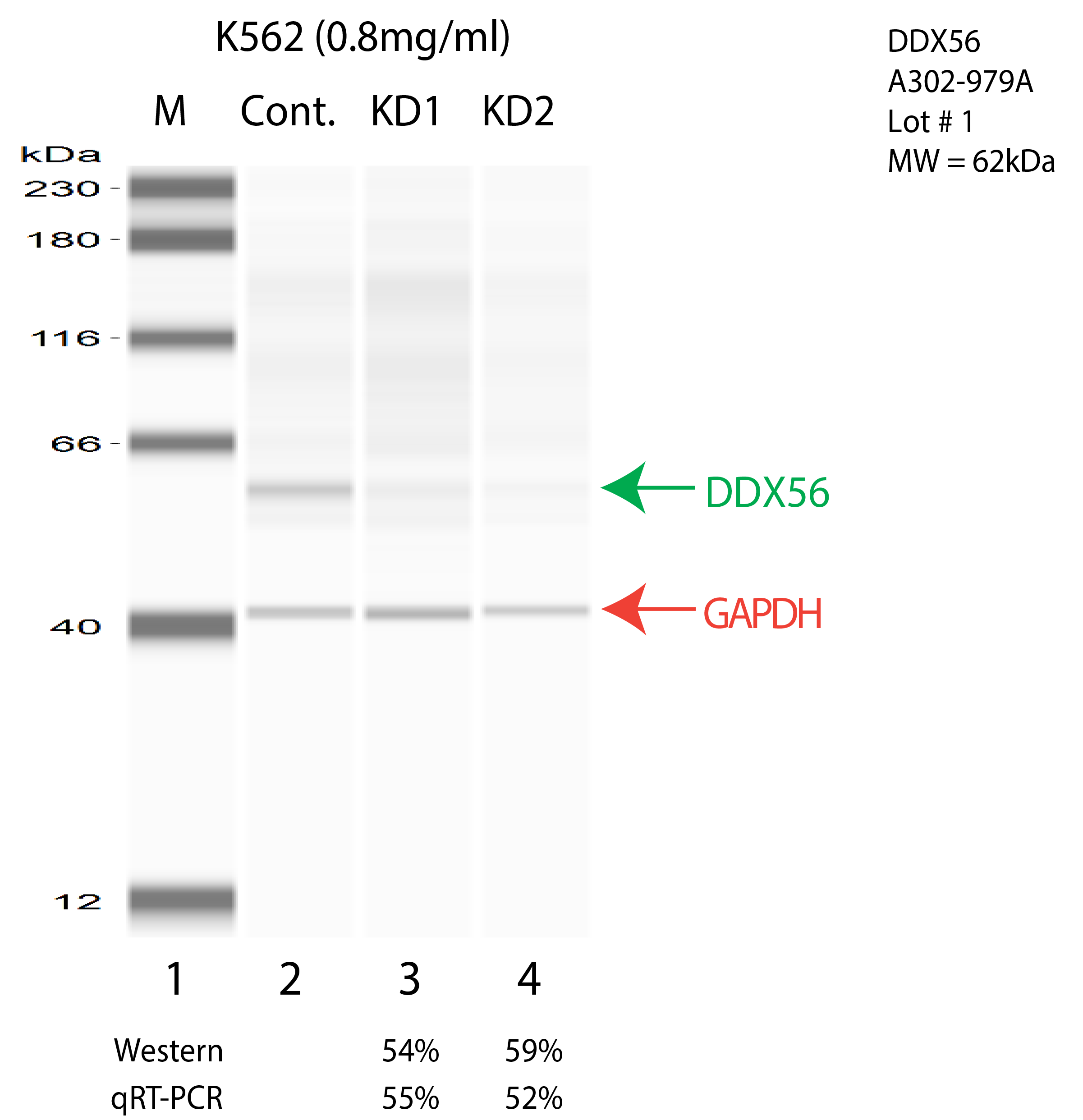 DDX56-K562-CRISPR-A302-979A.png<br>Caption: Western blot following CRISPR against DDX56 in K562 whole cell lysate using DDX56 specific antibody. Lane 1 is a ladder, lane 2 is K562 non-targeting control knockdown, lane 3 and 4 are two different CRISPR against DDX56. DDX56 protein appears as the green arrow, GAPDH serves as a control and appears in red arrow.