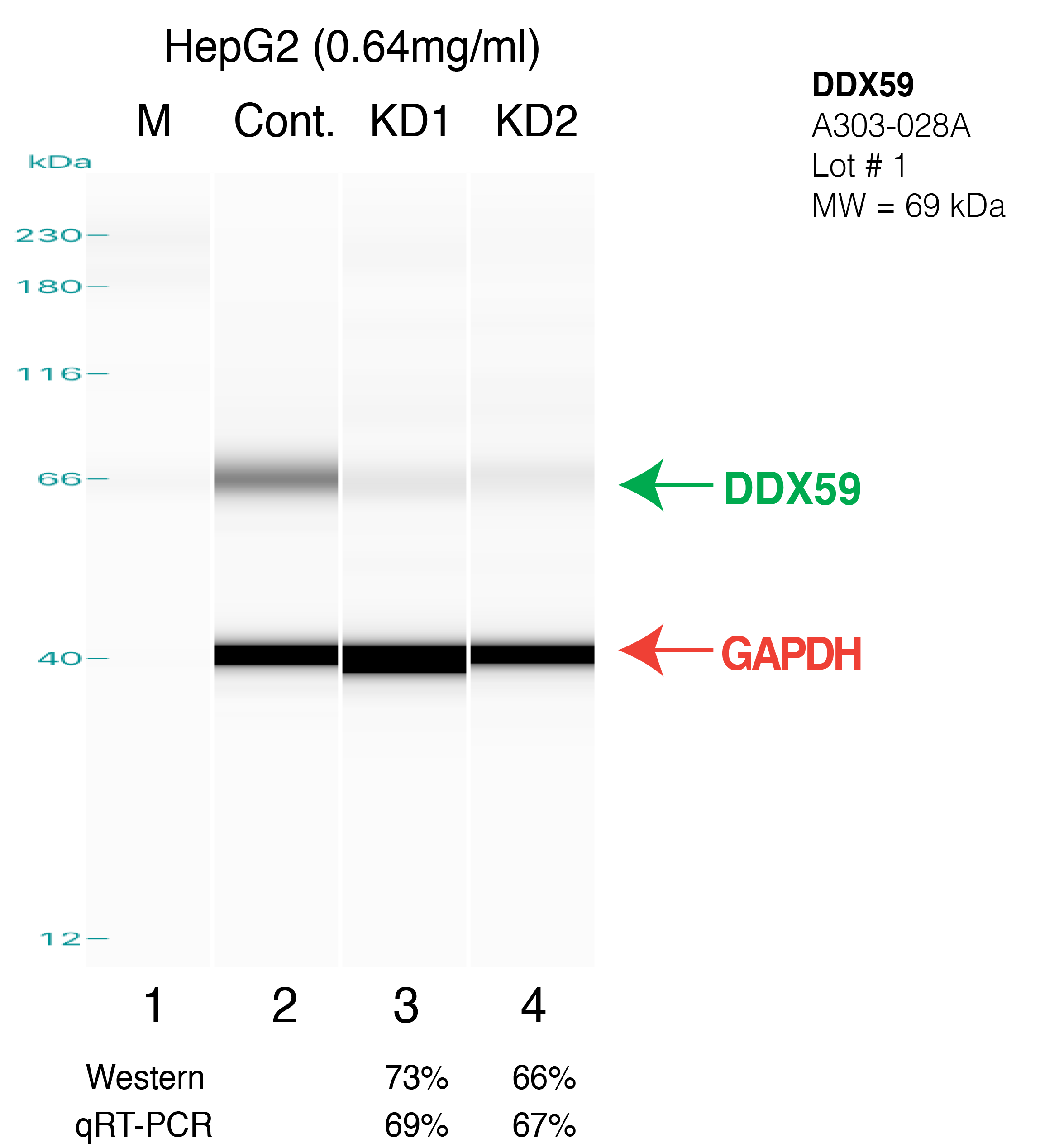 DDX59-HEPG2.png<br>Caption: Western blot following shRNA against DDX59 in HepG2 whole cell lysate using DDX59 specific antibody. Lane 1 is a ladder, lane 2 is HepG2 non-targeting control knockdown, lane 3 and 4 are two different shRNAs against DDX59.DDX59 protein appears as the green arrow, GAPDH serves as a control and appears in red arrow.