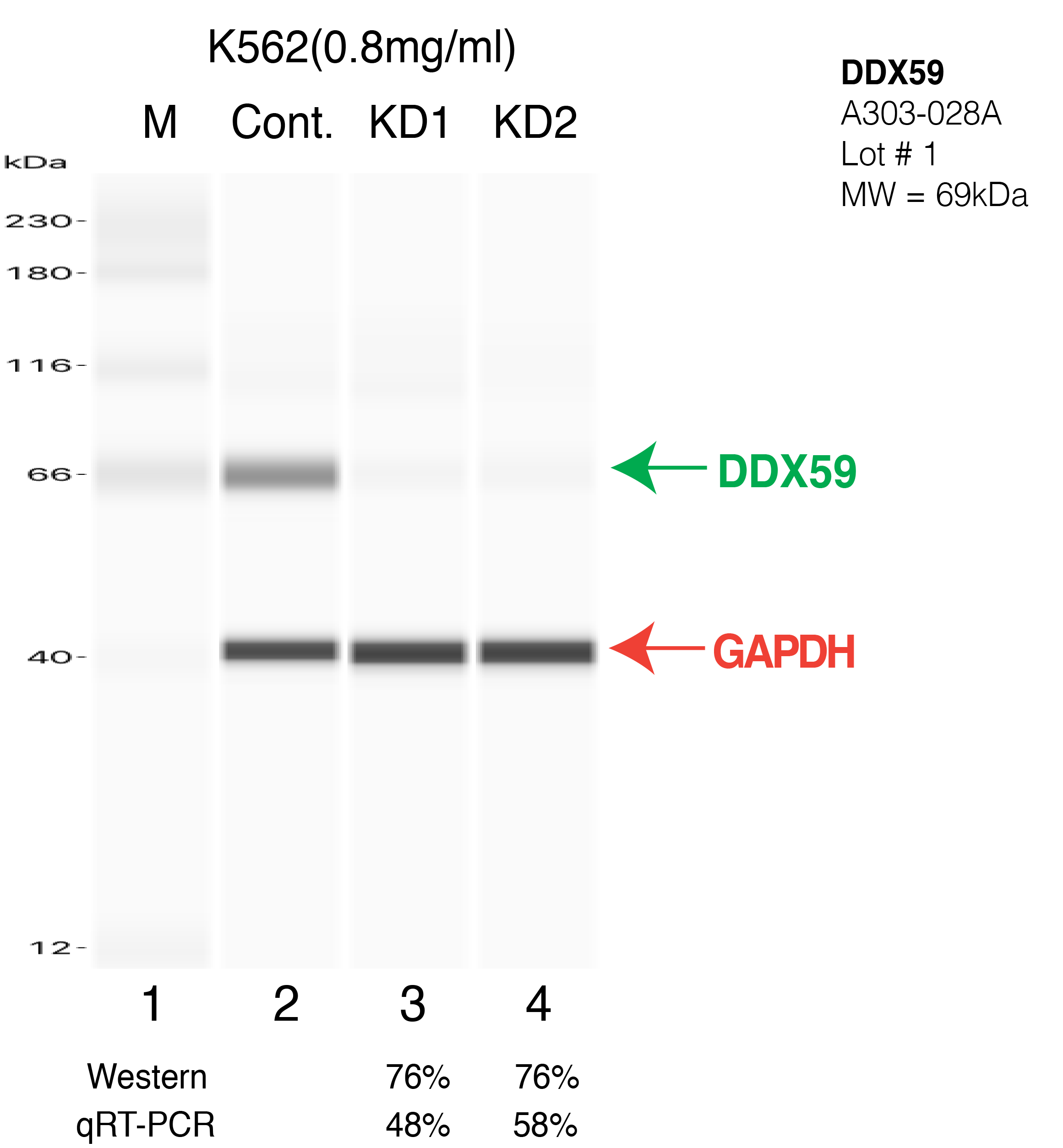 DDX59-K562-CRISPR.png<br>Caption: Western blot following CRISPR against DDX59 in K562 whole cell lysate using DDX59 specific antibody. Lane 1 is a ladder, lane 2 is K562 non-targeting control knockdown, lane 3 and 4 are two different CRISPR against DDX59.DDX59 protein appears as the green arrow, GAPDH serves as a control and appears in red arrow.