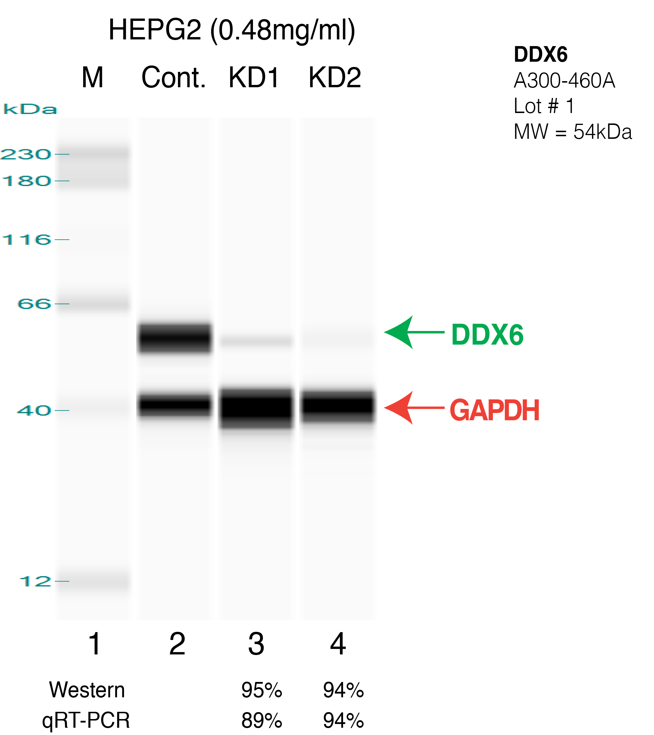 DDX6-HEPG2.png<br>Caption: Western blot following shRNA against DDX6 in HepG2 whole cell lysate using DDX6 specific antibody. Lane 1 is a ladder, lane 2 is HepG2 non-targeting control knockdown, lane 3 and 4 are two different shRNAs against DDX6. DDX6 protein appears as the green arrow, GAPDH serves as a control and appears in red arrow.