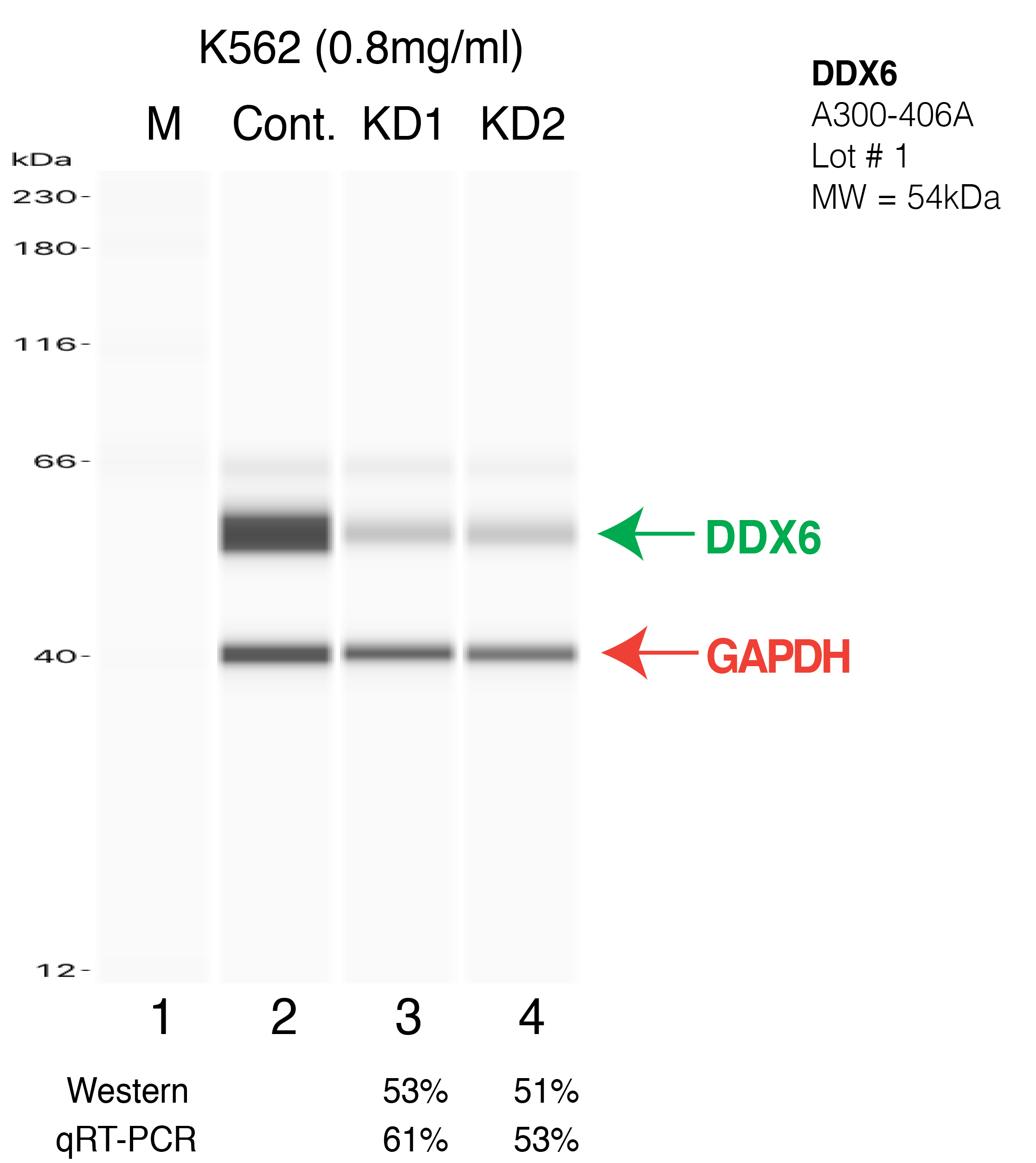 DDX6-K562-CRISPR.png<br>Caption: Western blot following CRISPR against DDX6 in K562 whole cell lysate using DDX6 specific antibody. Lane 1 is a ladder, lane 2 is K562 non-targeting control knockdown, lane 3 and 4 are two different CRISPR against DDX6.DDX6 protein appears as the green arrow, GAPDH serves as a control and appears in red arrow.